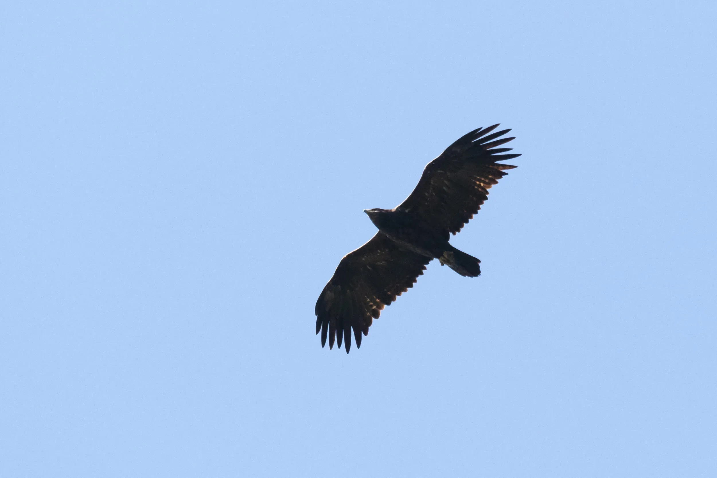 An adult Steppe Eagle in flight