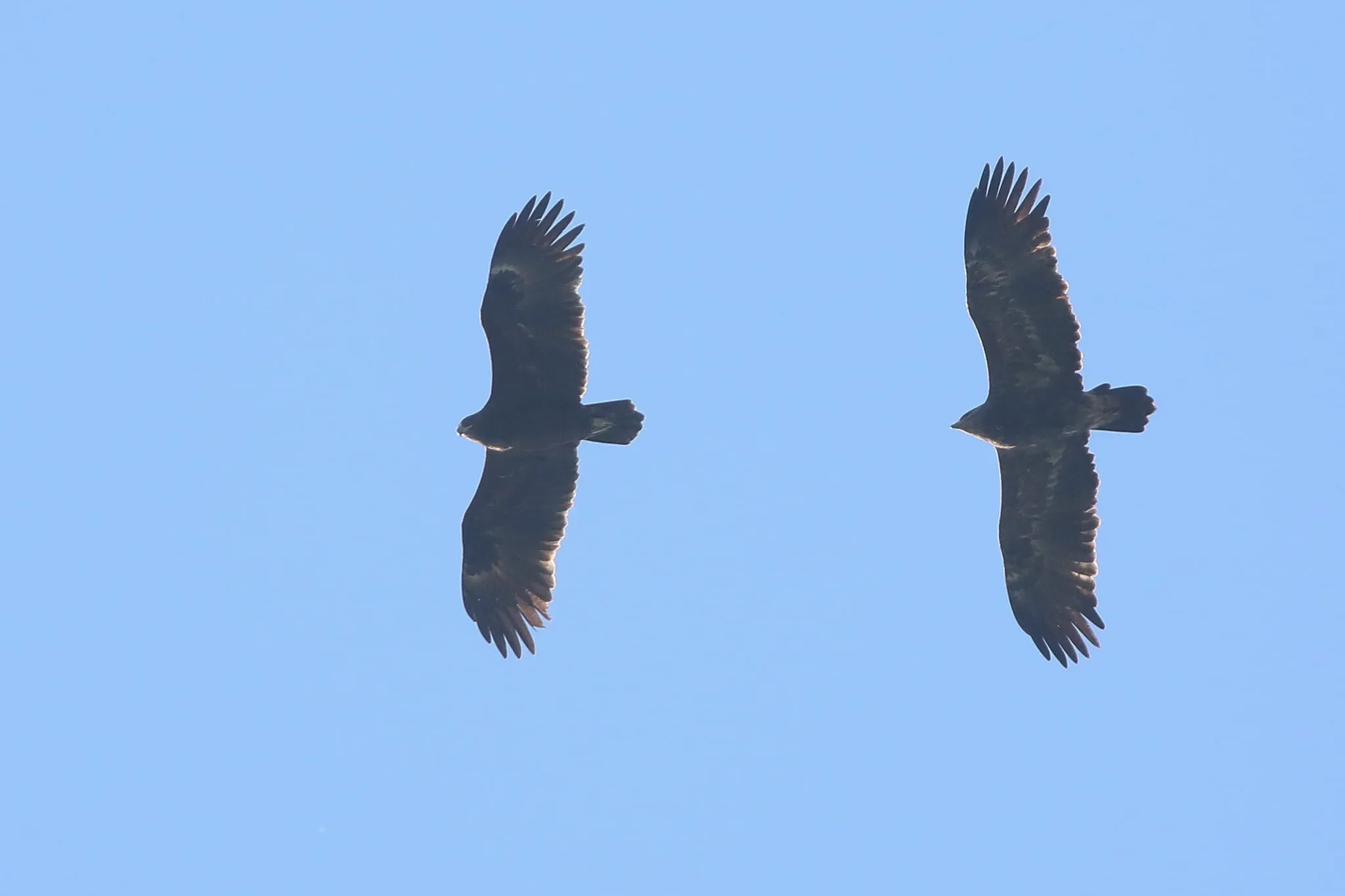 An immature Greater Spotted Eagle beside an immature Steppe Eagle