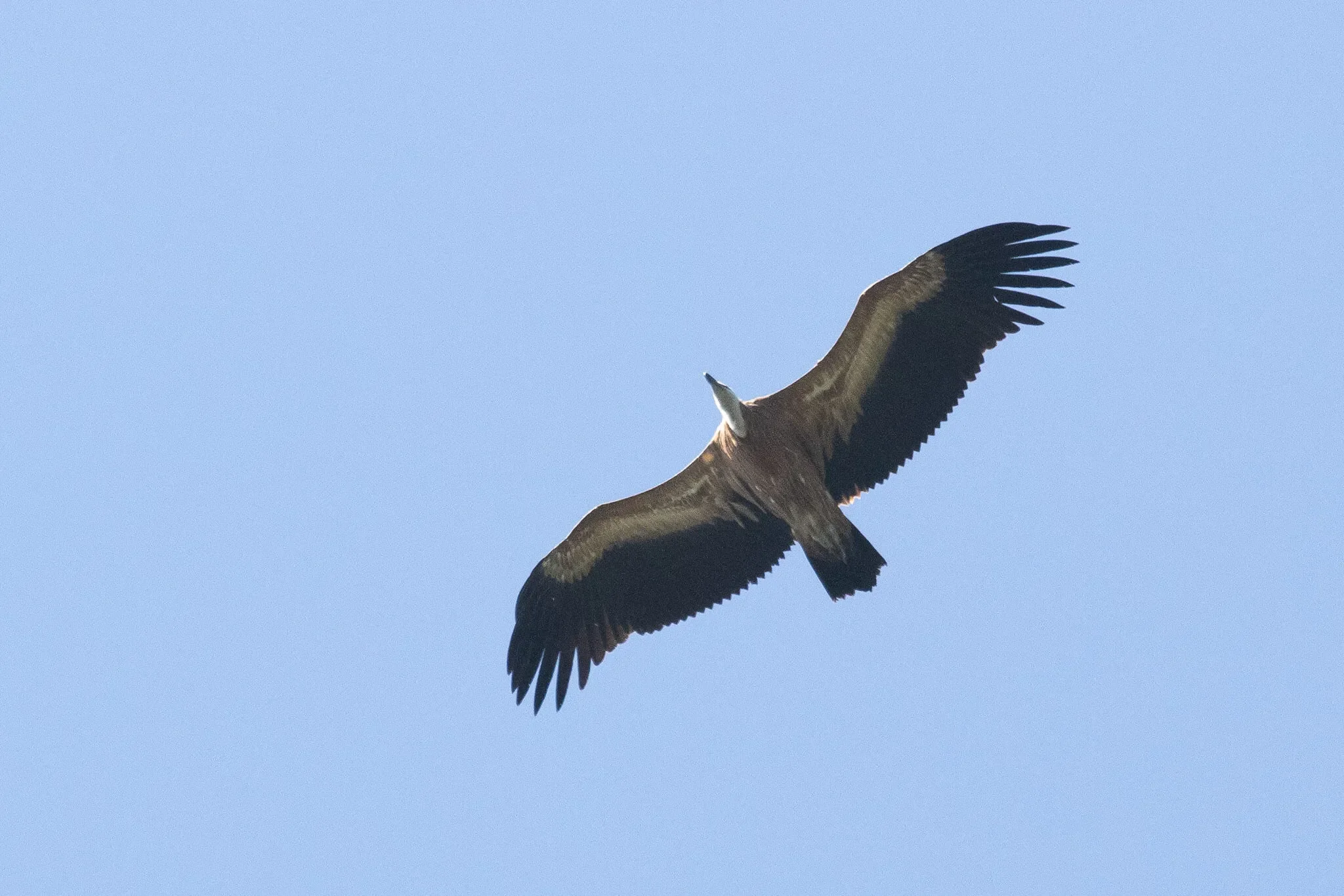 A juvenile Griffon Vulture right overhead