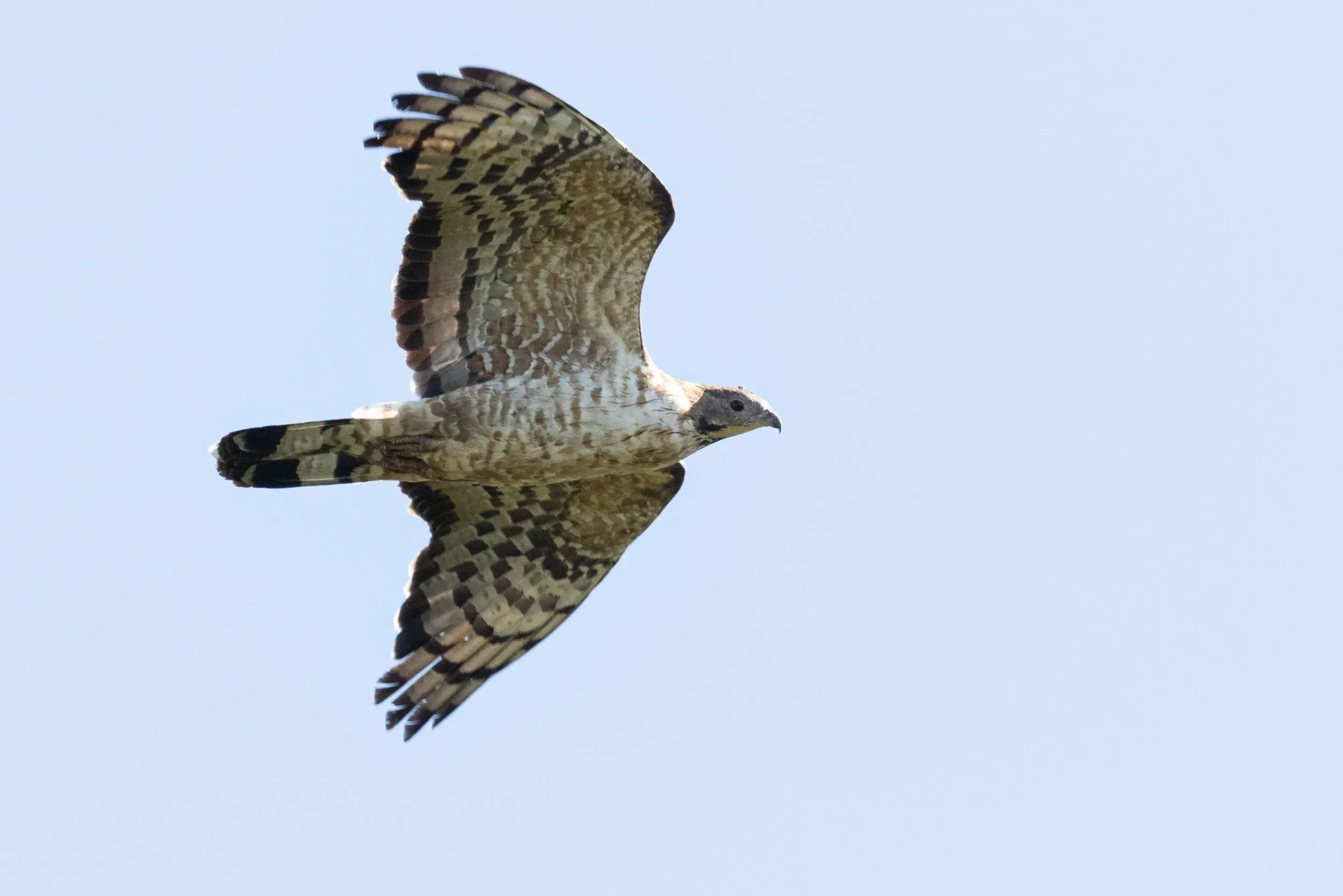 An adult male Crested Honey Buzzard, the latest record ever