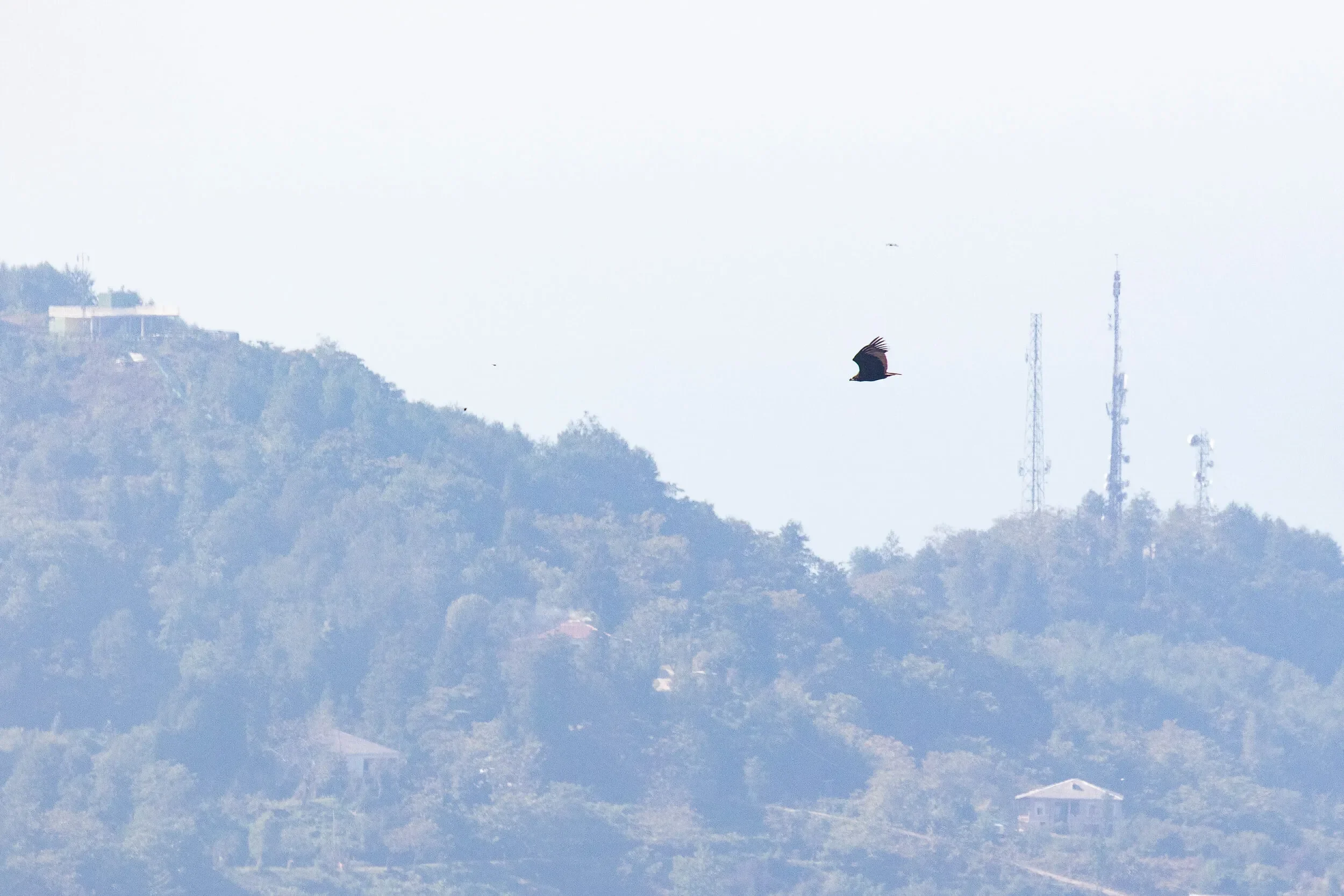 A juvenile Cinereous Vulture between the stations