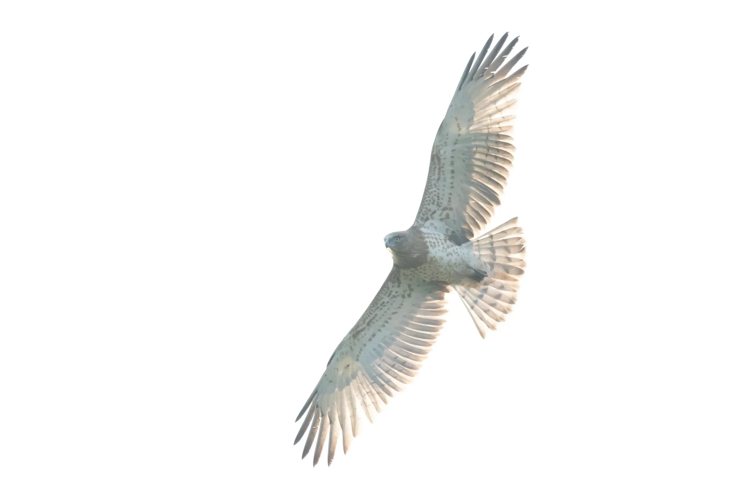 A juvenile Short-toed Eagle in flight