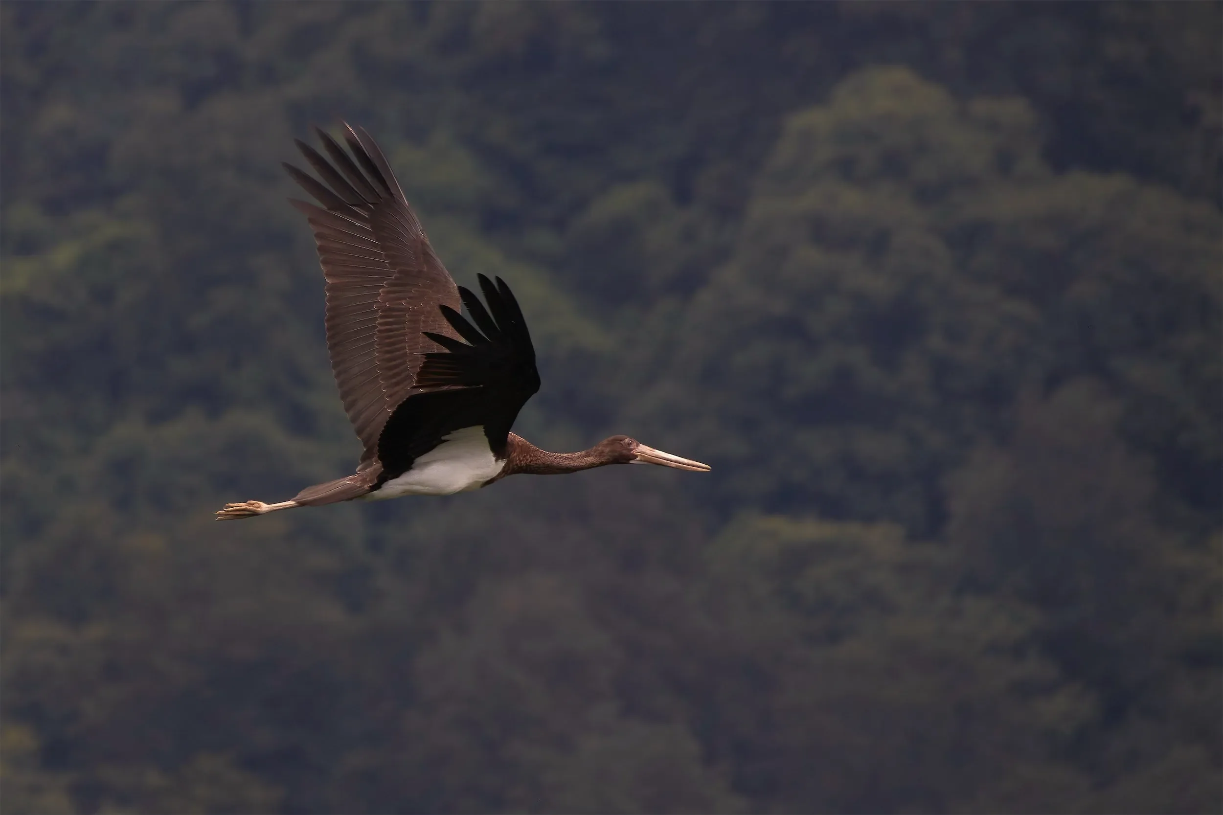 Five juvenile Black Storks loafing near the count stations