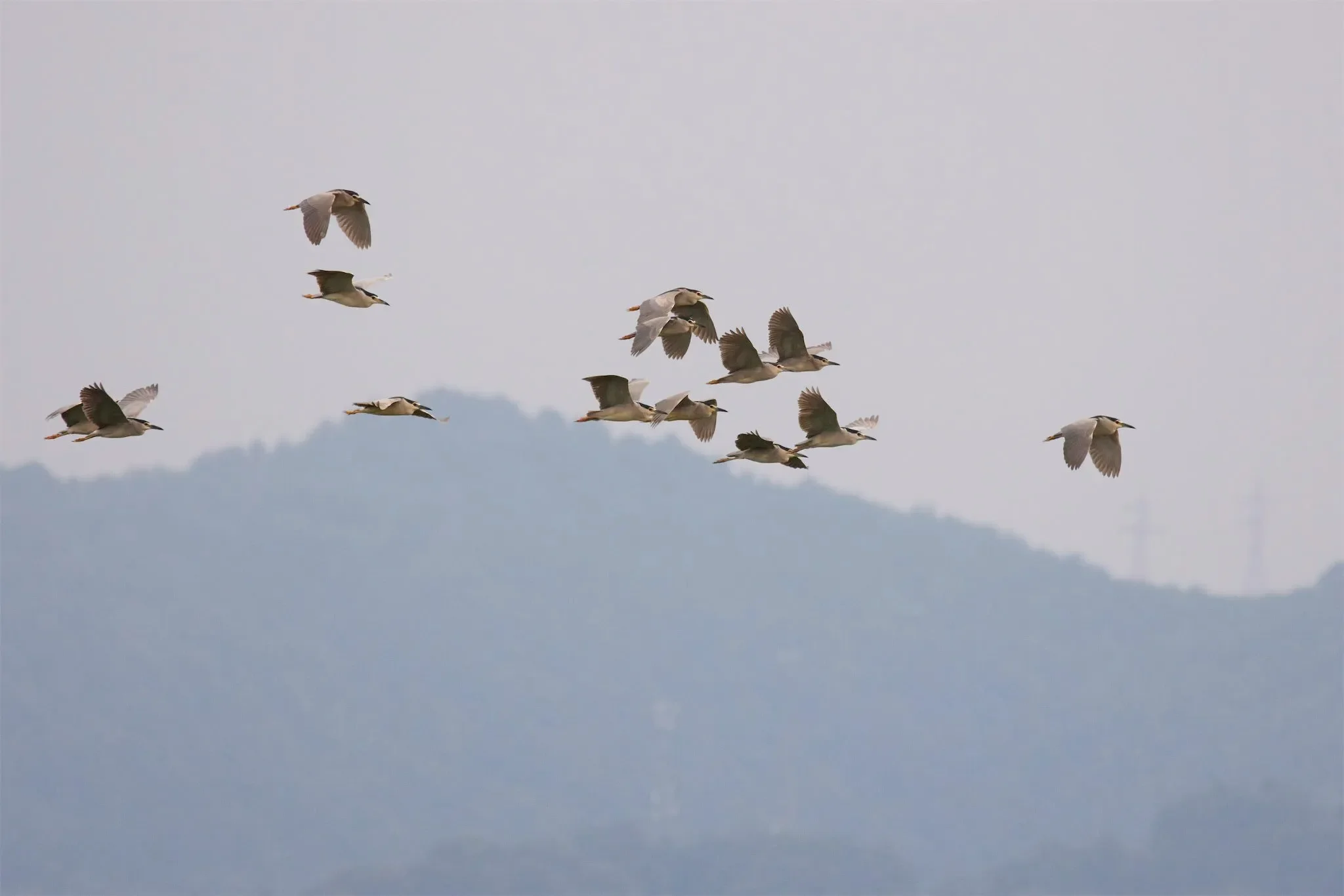 A compact flock of Night Herons migrating past the station