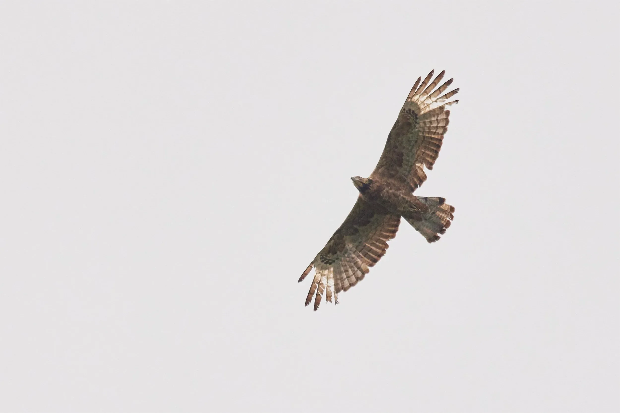 A female Crested Honey Buzzard in flight
