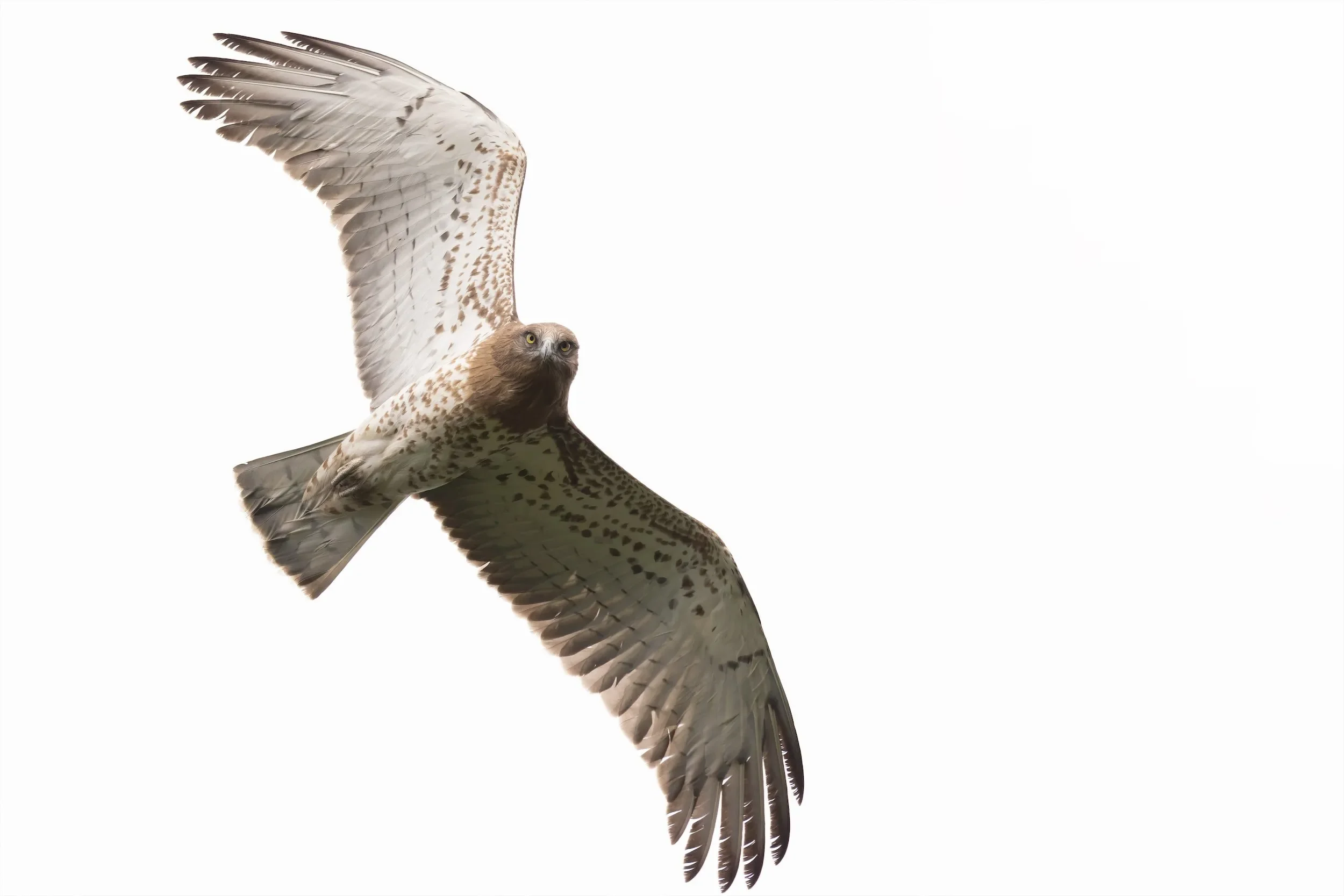 Eye to eye with a juvenile Short-toed Eagle