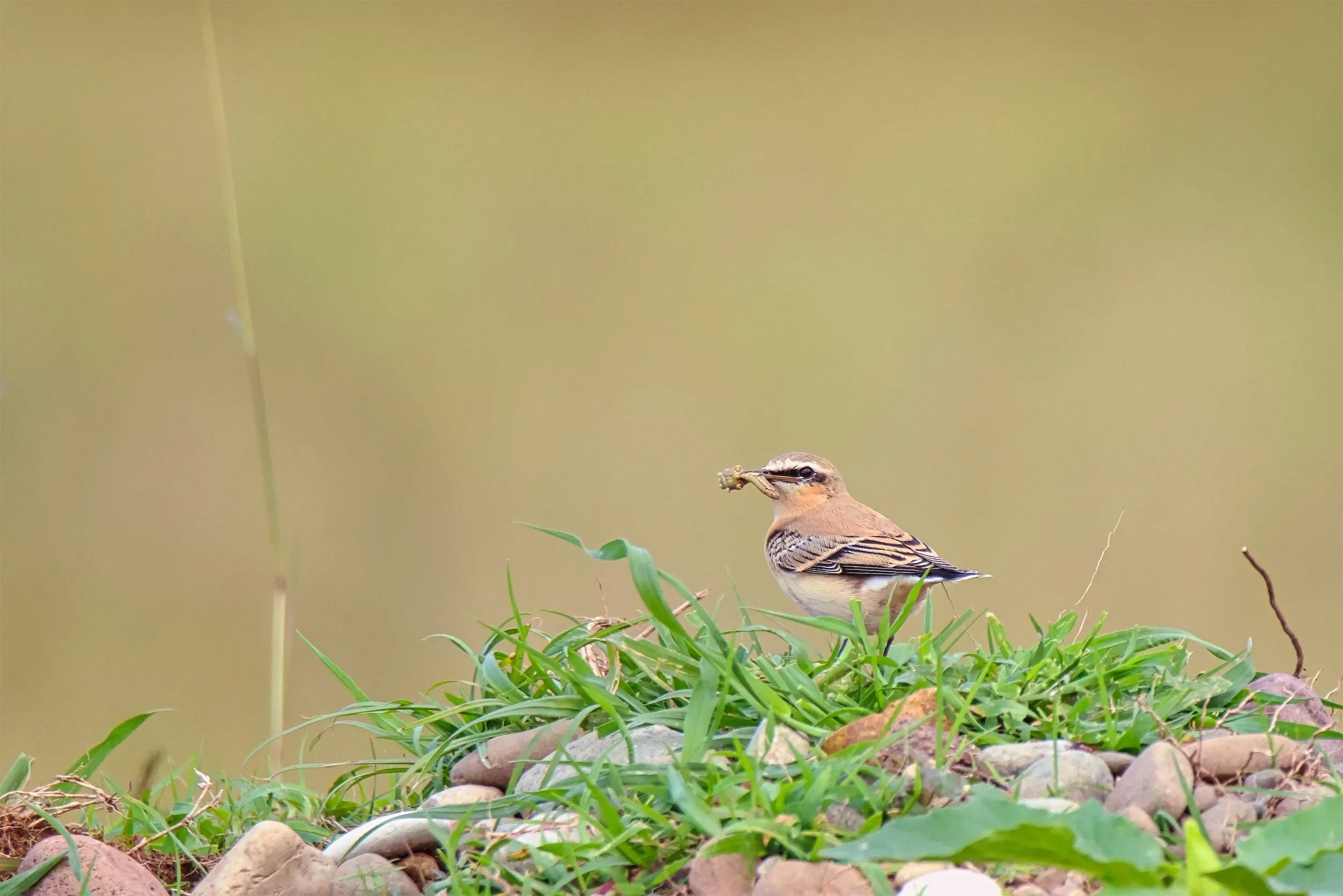 Northern Wheatear.