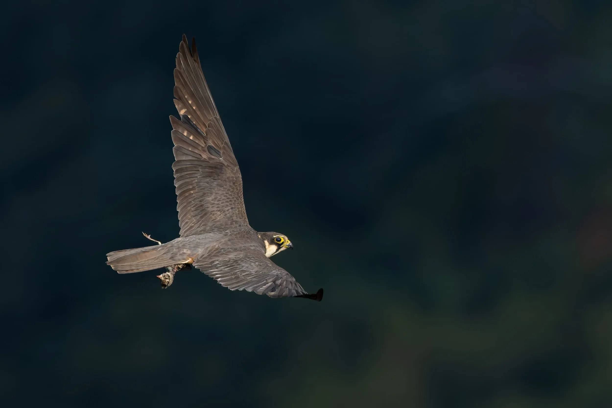 A Hobby carrying prey after quarrelling with another.