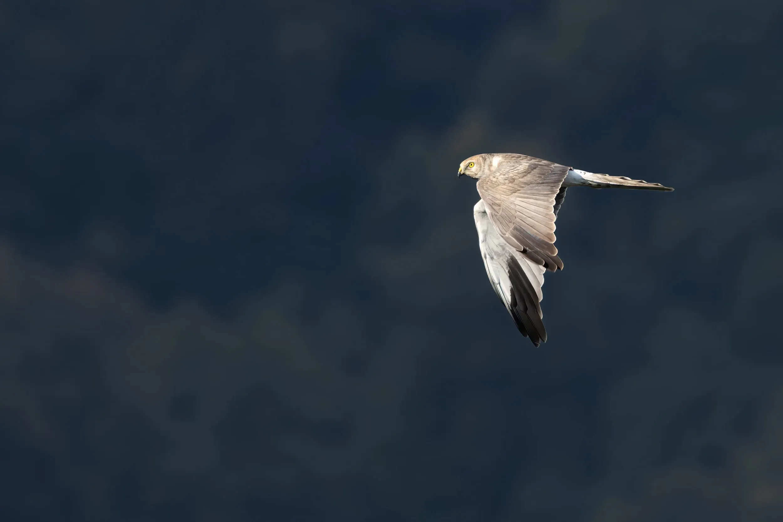 A backlit Pallid Harrier over the bottleneck