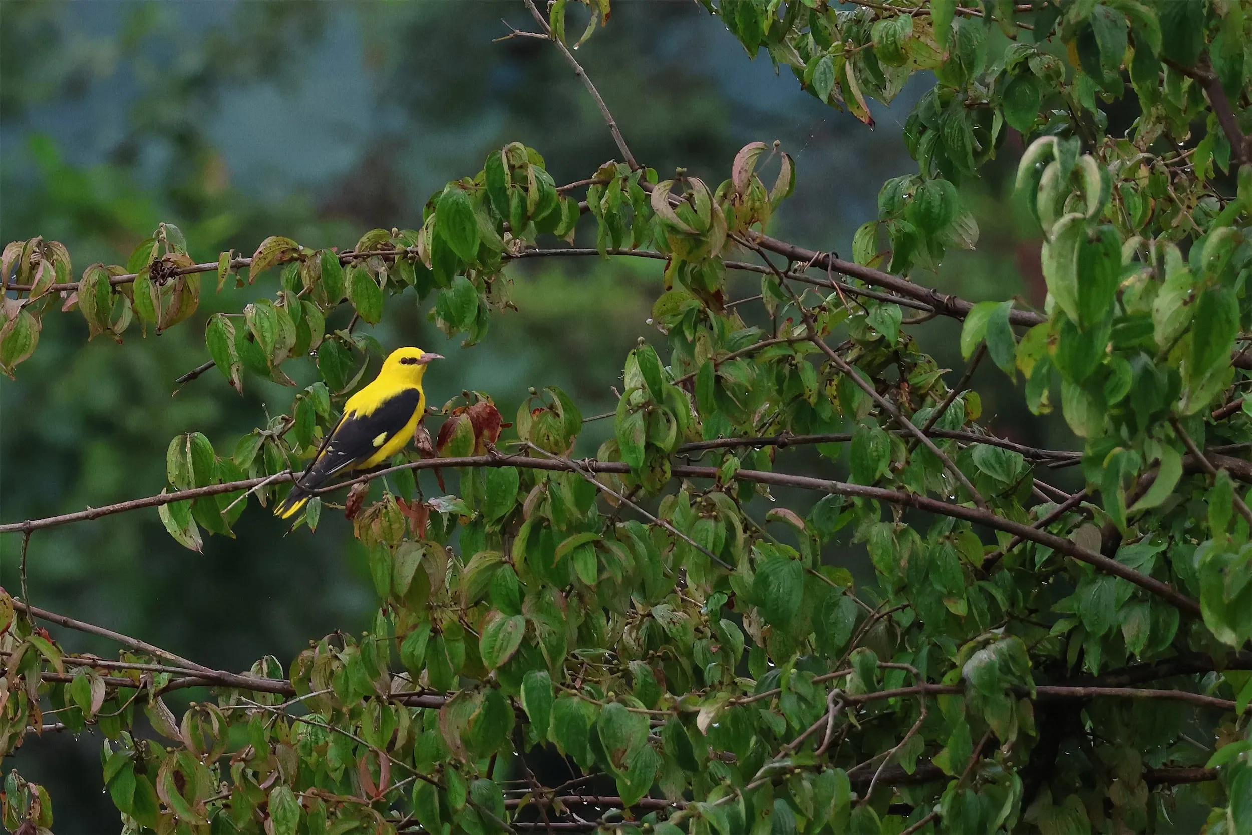 A male Golden Oriole perched next to Station 2