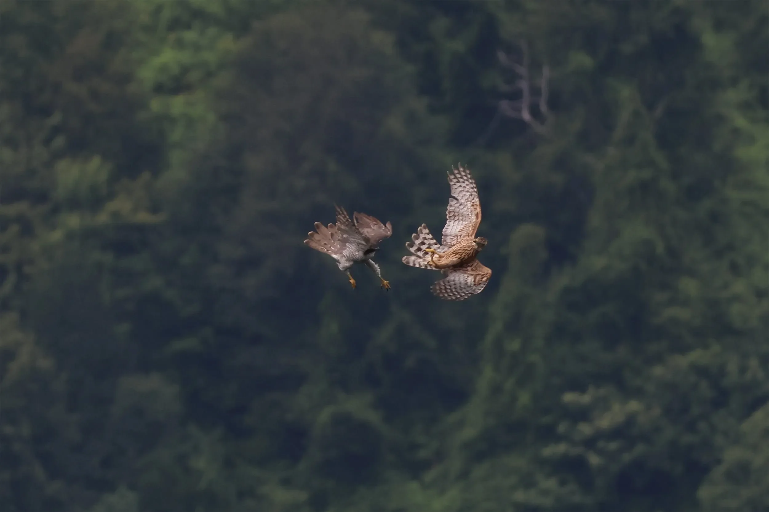 Early in the season it is not uncommon to see the local Goshawks frolicking around.