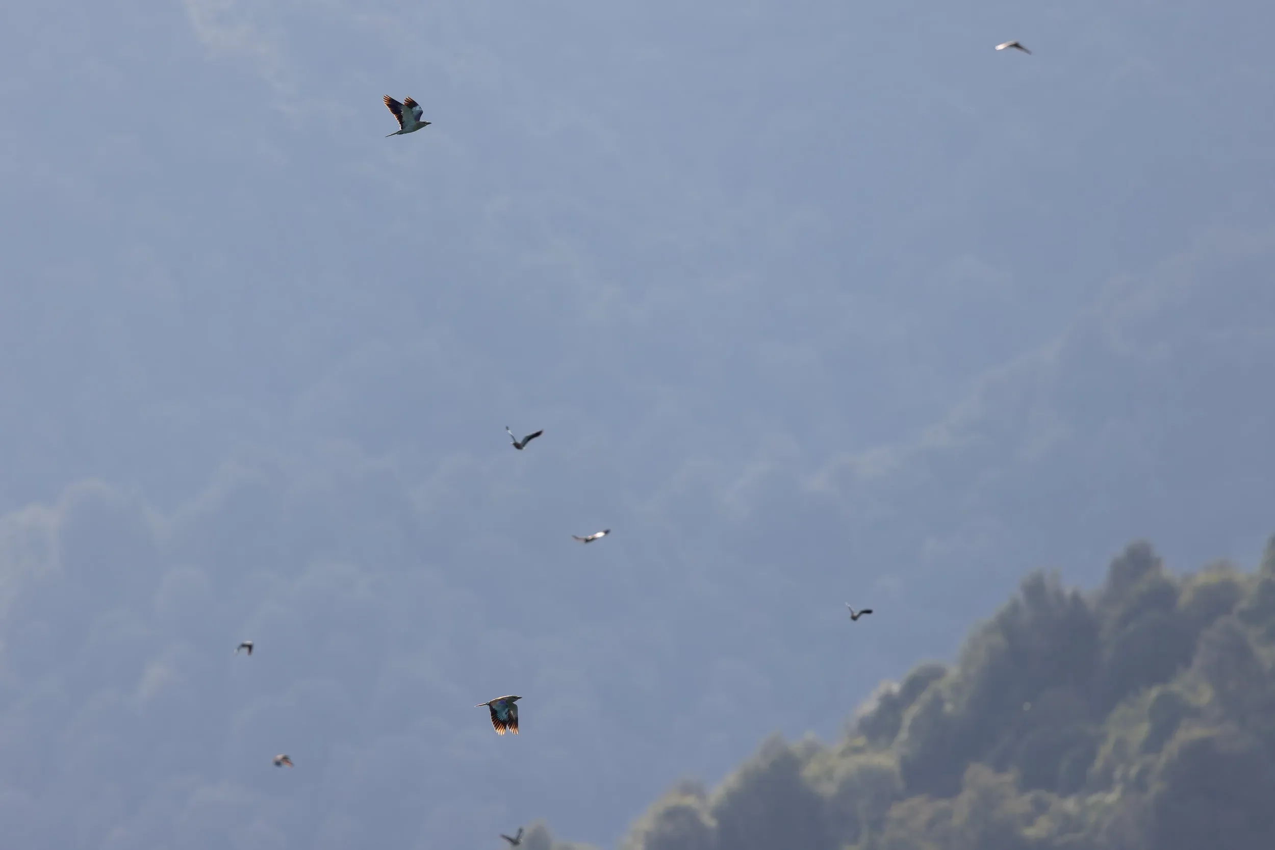 A flock of Rollers flying past Station 2.