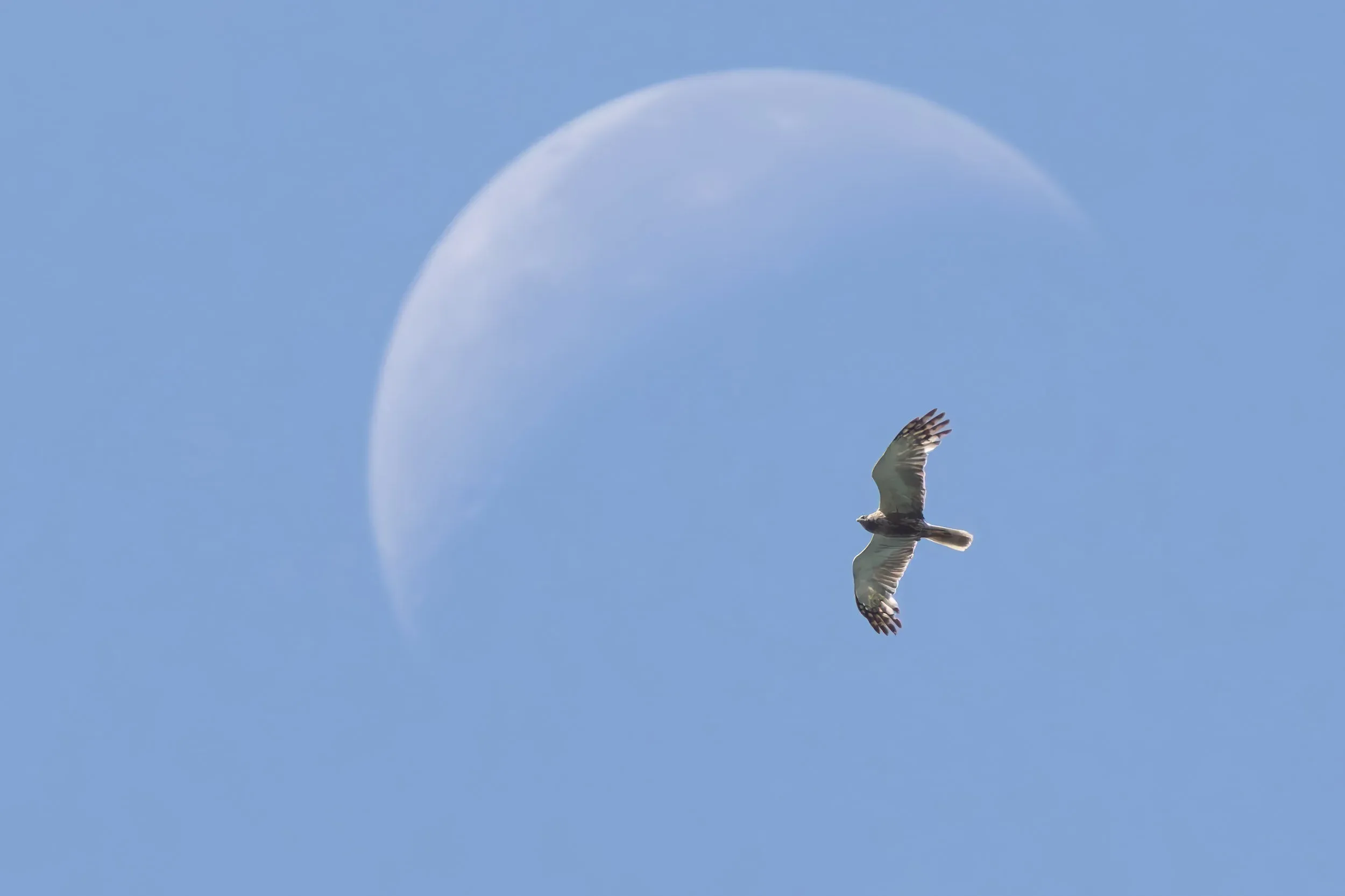 A very old Marsh Harrier flying over.