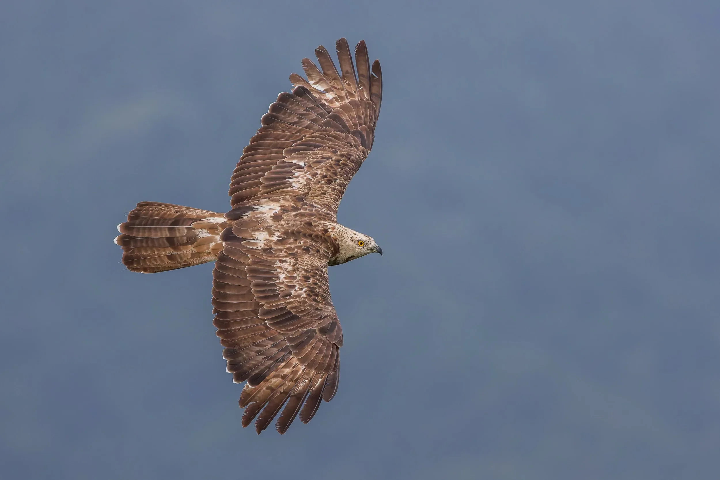 A stunning light-headed female Honey Buzzard.