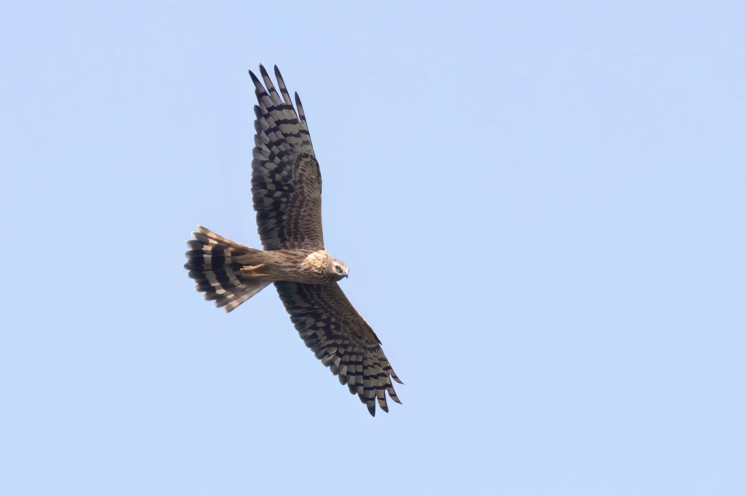 An adult female Montagu's Harrier, a typical September ringtail.