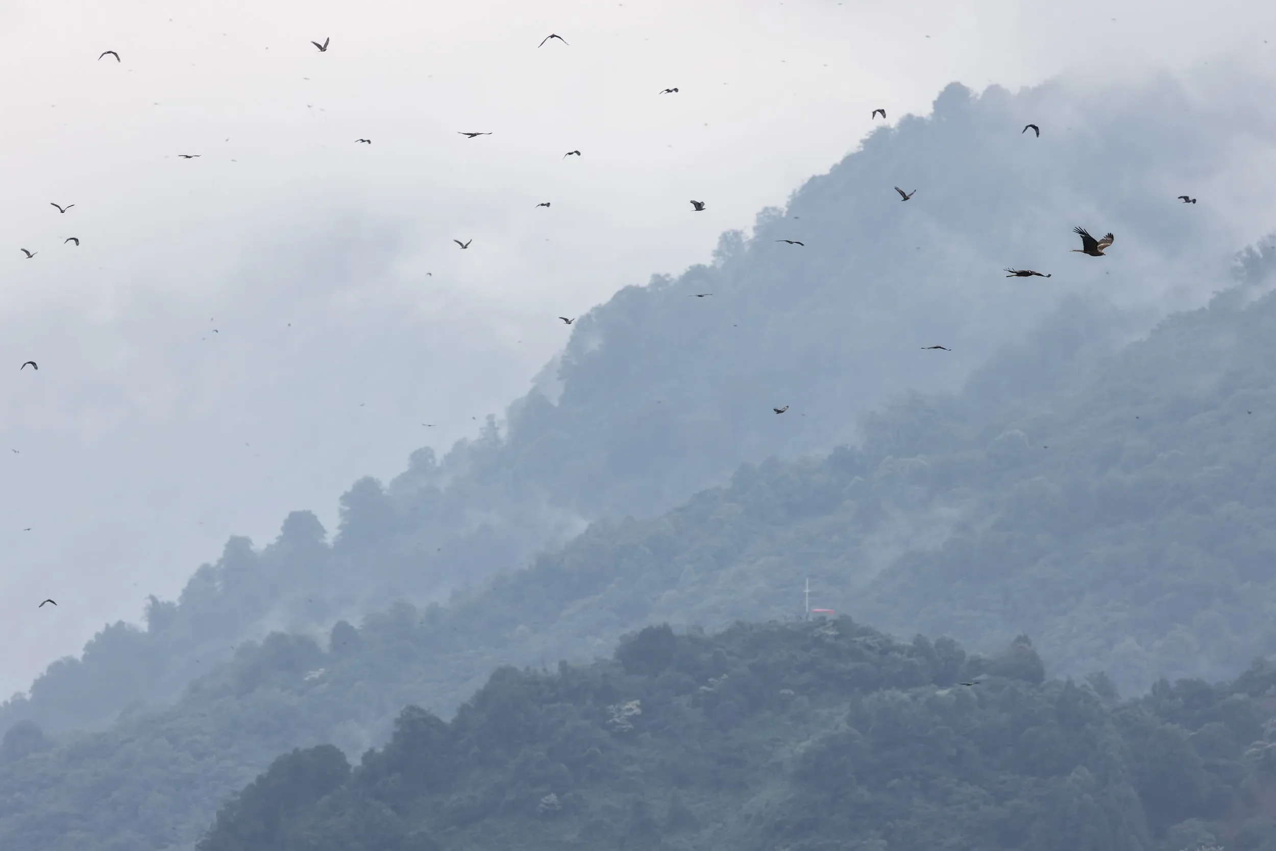 A mixed stream of Honey Buzzards and Black Kites between the two stations.