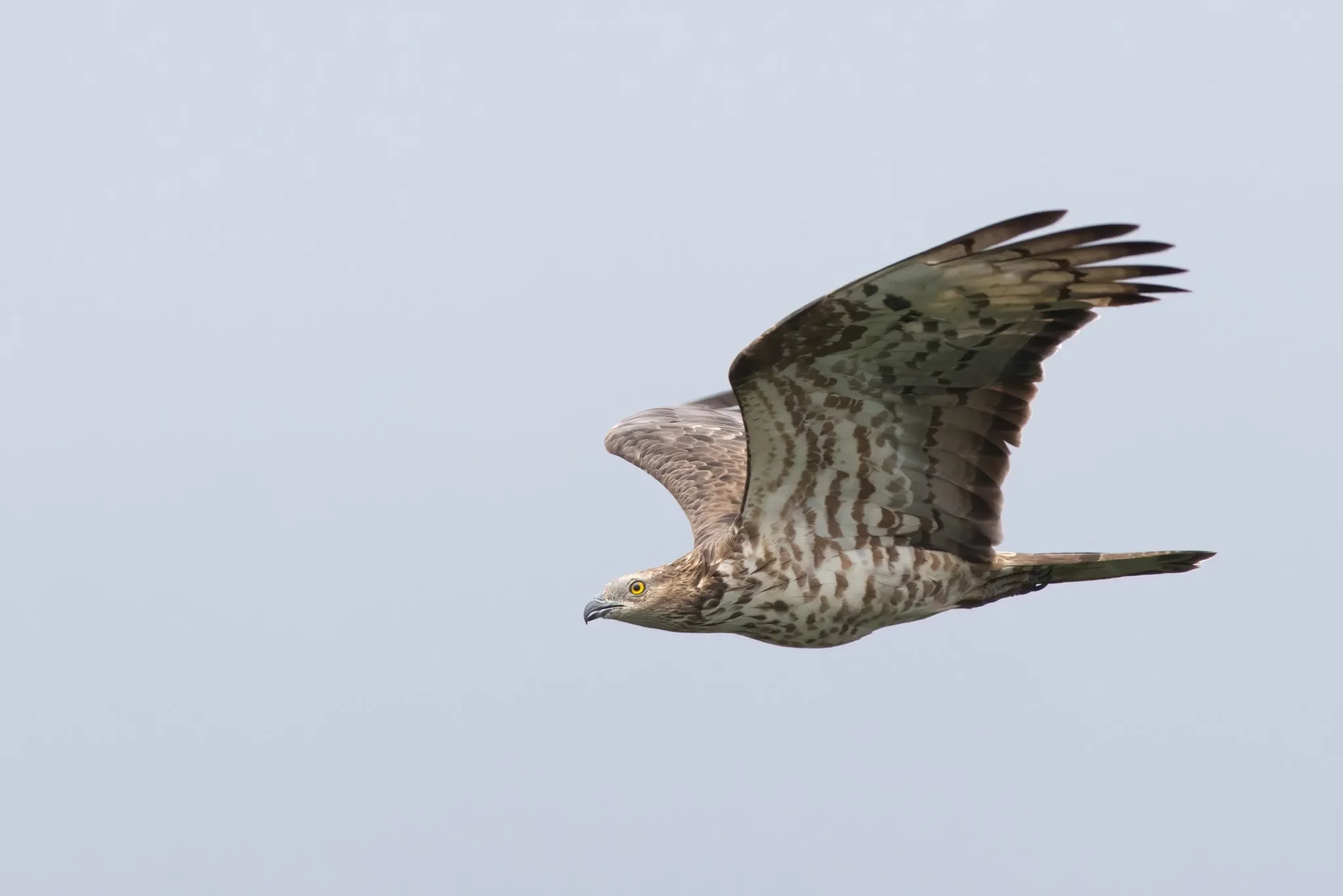 A close fly-by of a female Honey Buzzard.