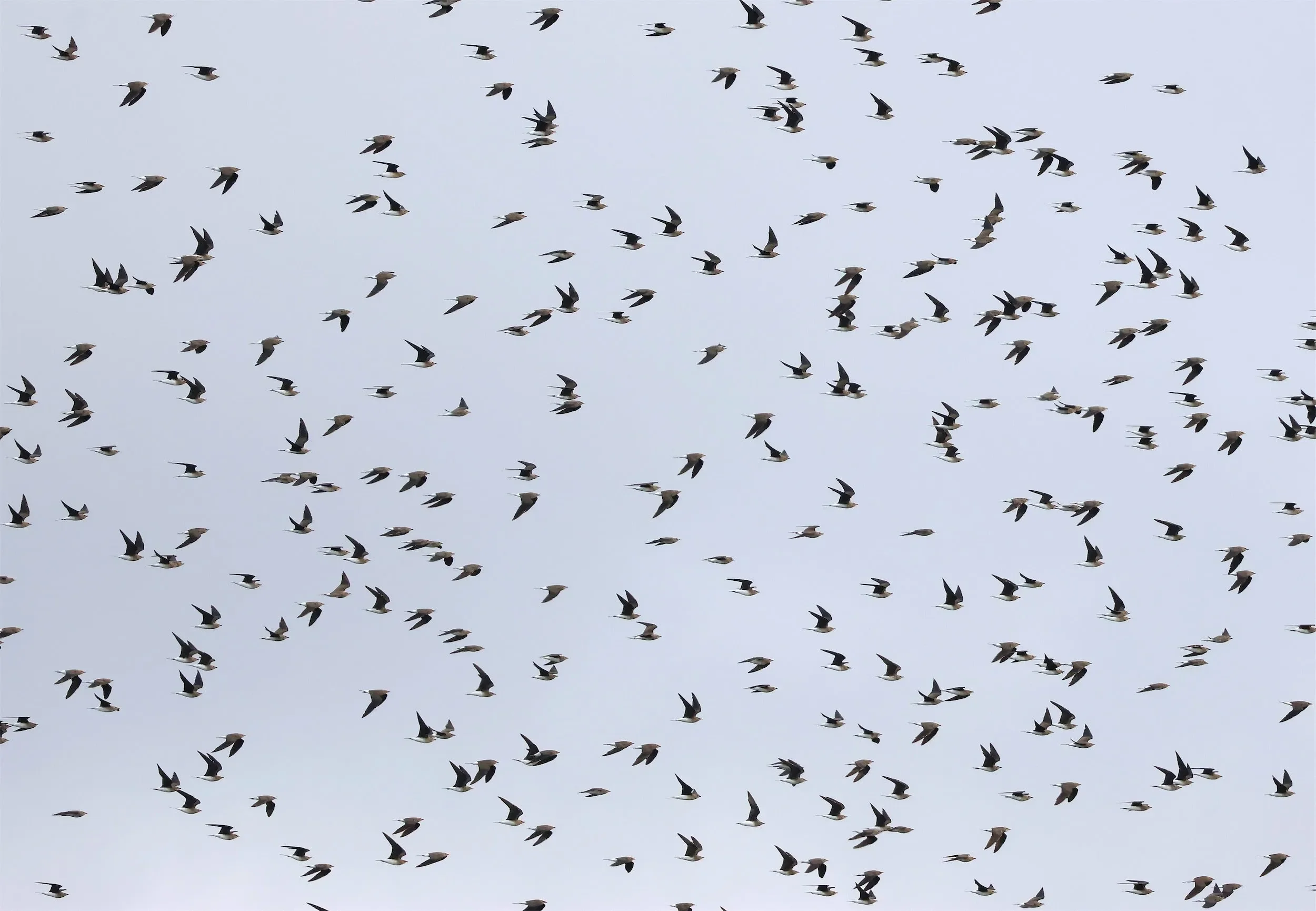 Part of the flock of 642 Black-winged Pratincoles crossing between the stations.