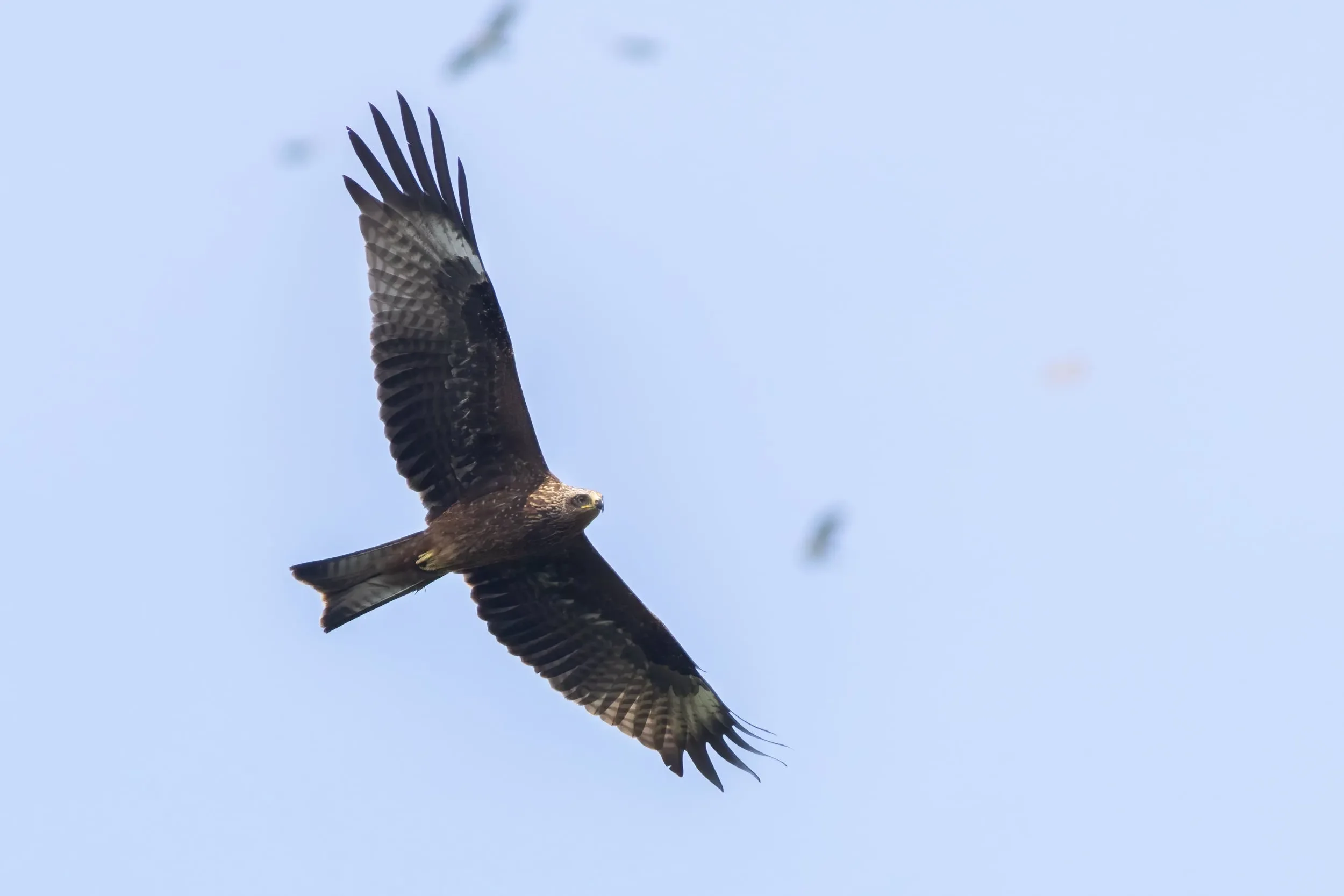 An inquisitive juvenile Black Kite.