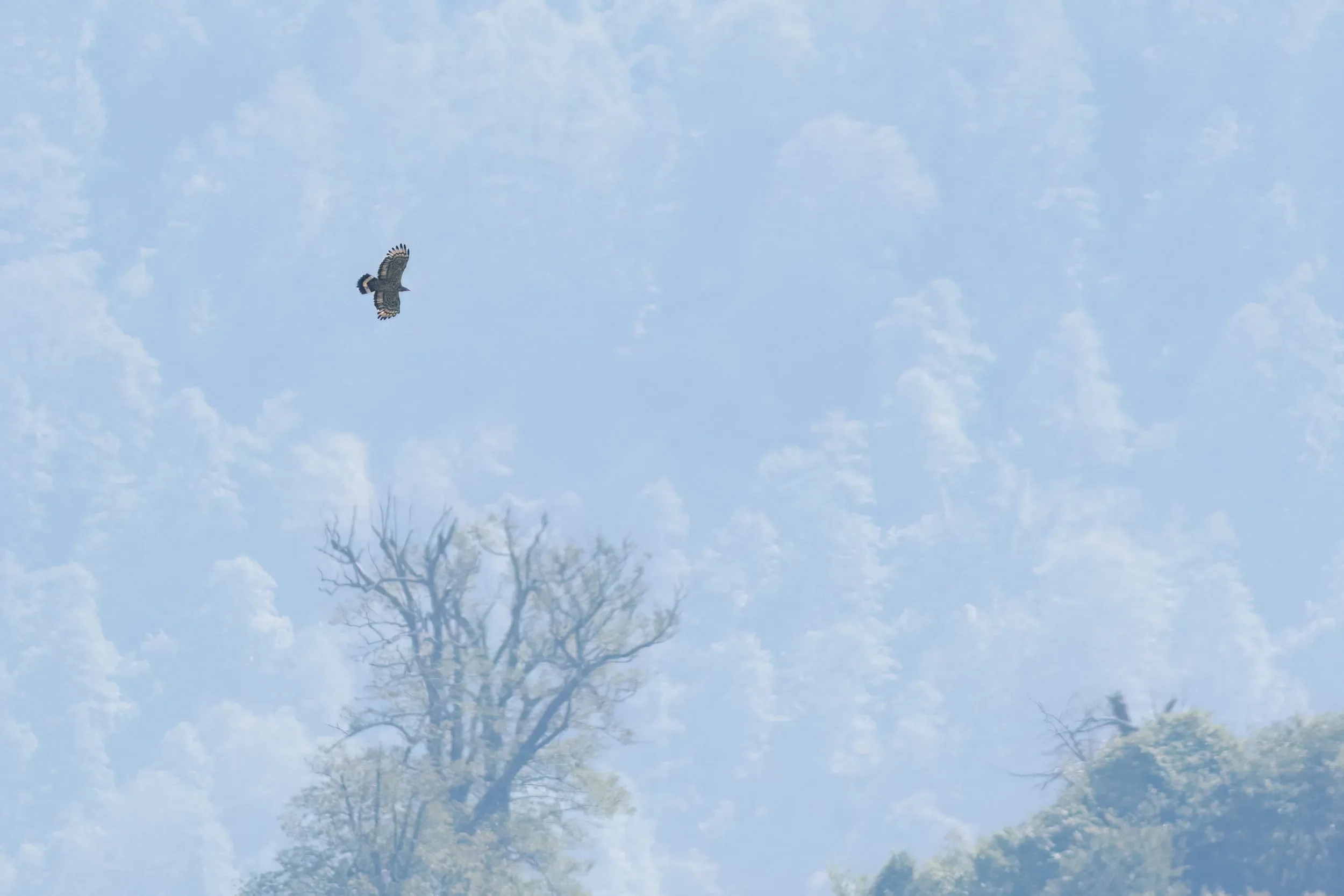 An adult male Crested Honey Buzzard circles between Station 1 and Station 2