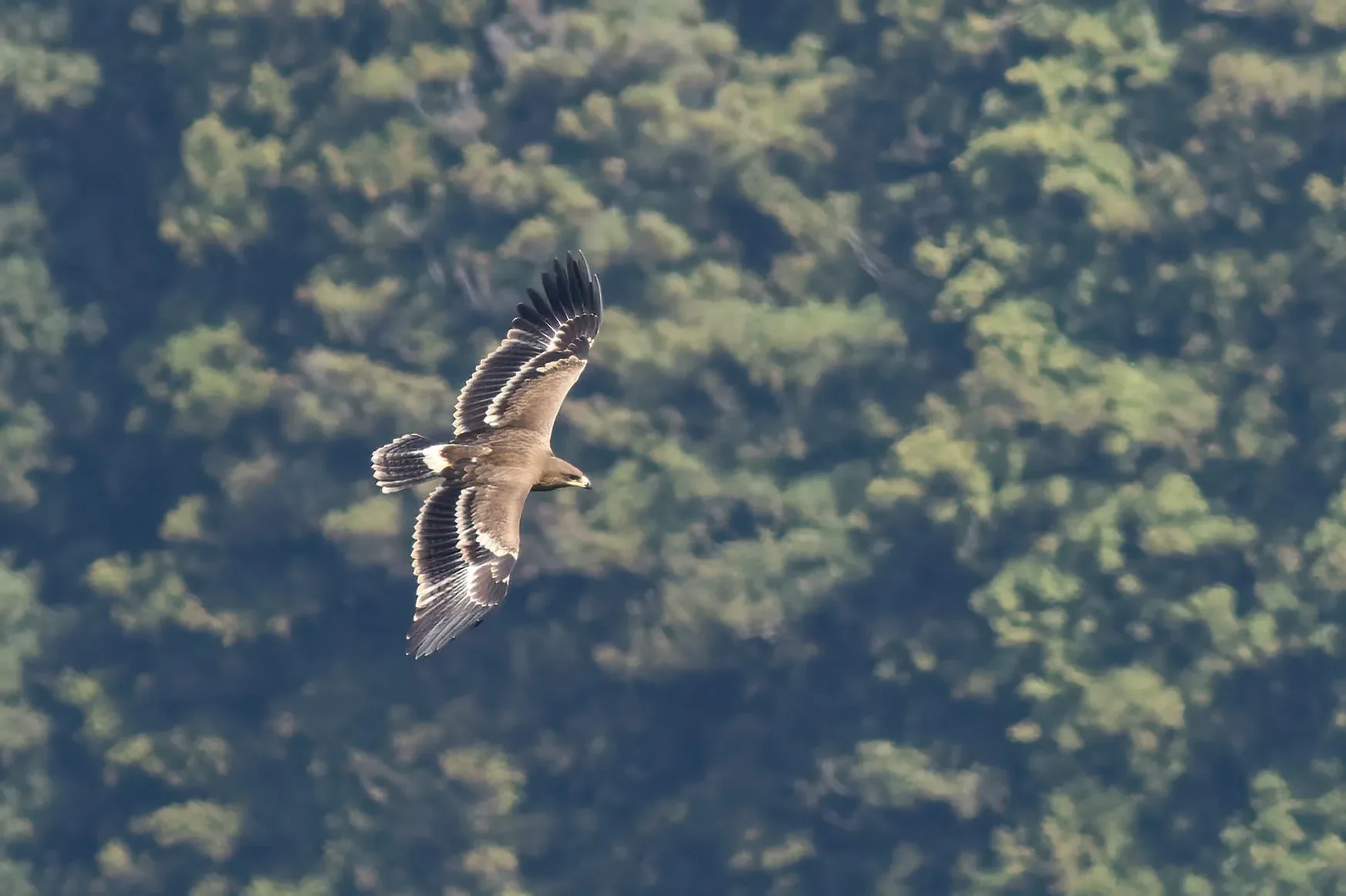 One of the first juvenile Steppe Eagles of the season.