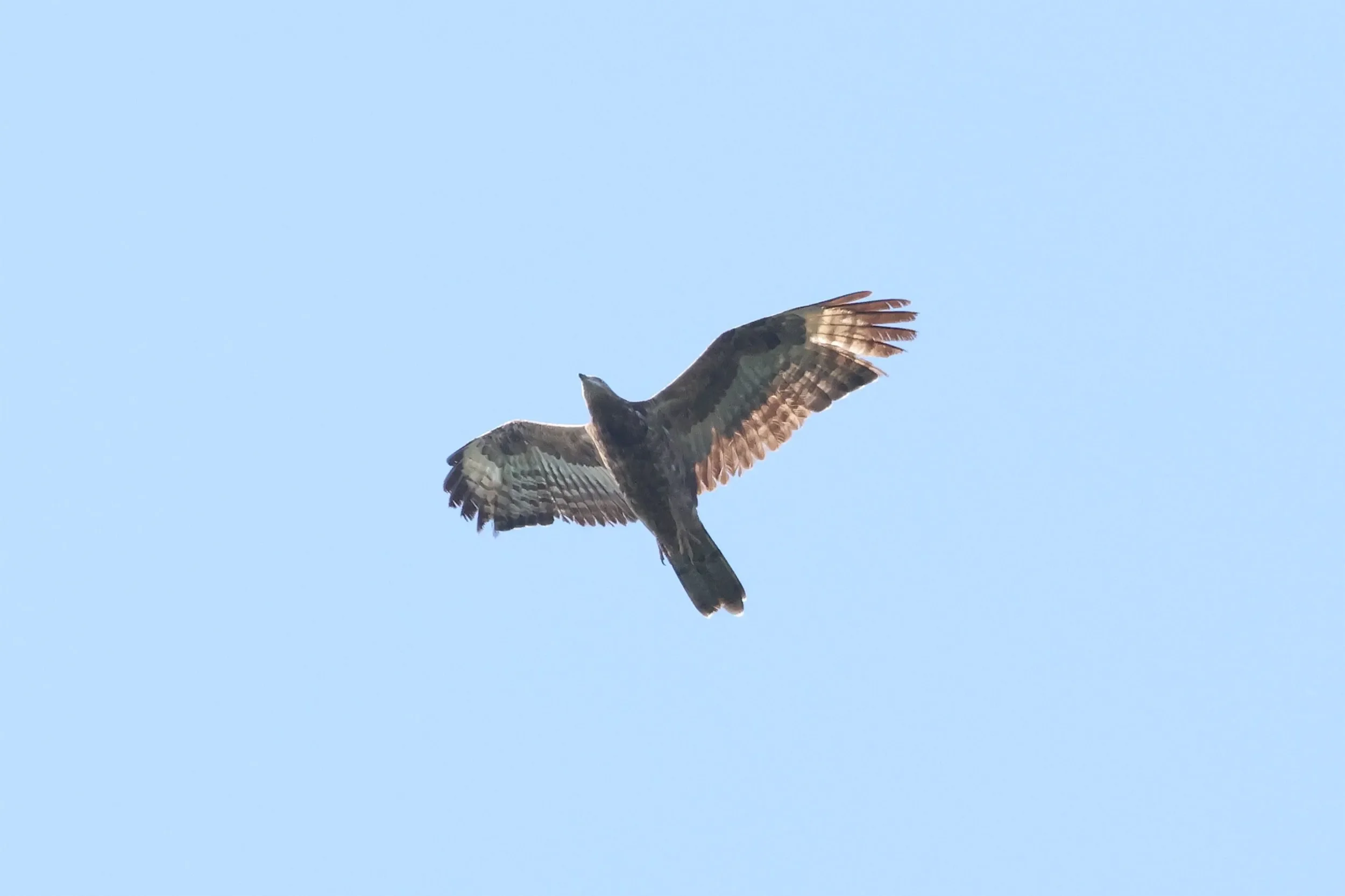 An immature Honey Buzzard showing a mix of juvenile and moulted feathers