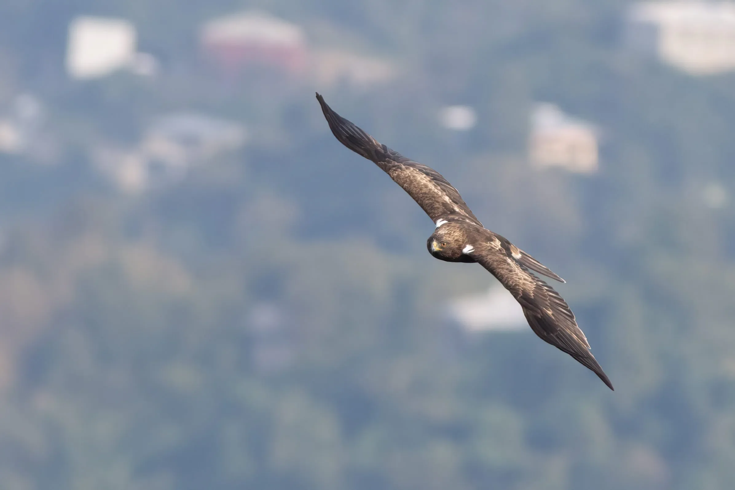 A dark morph Booted Eagle showing its signature headlights.