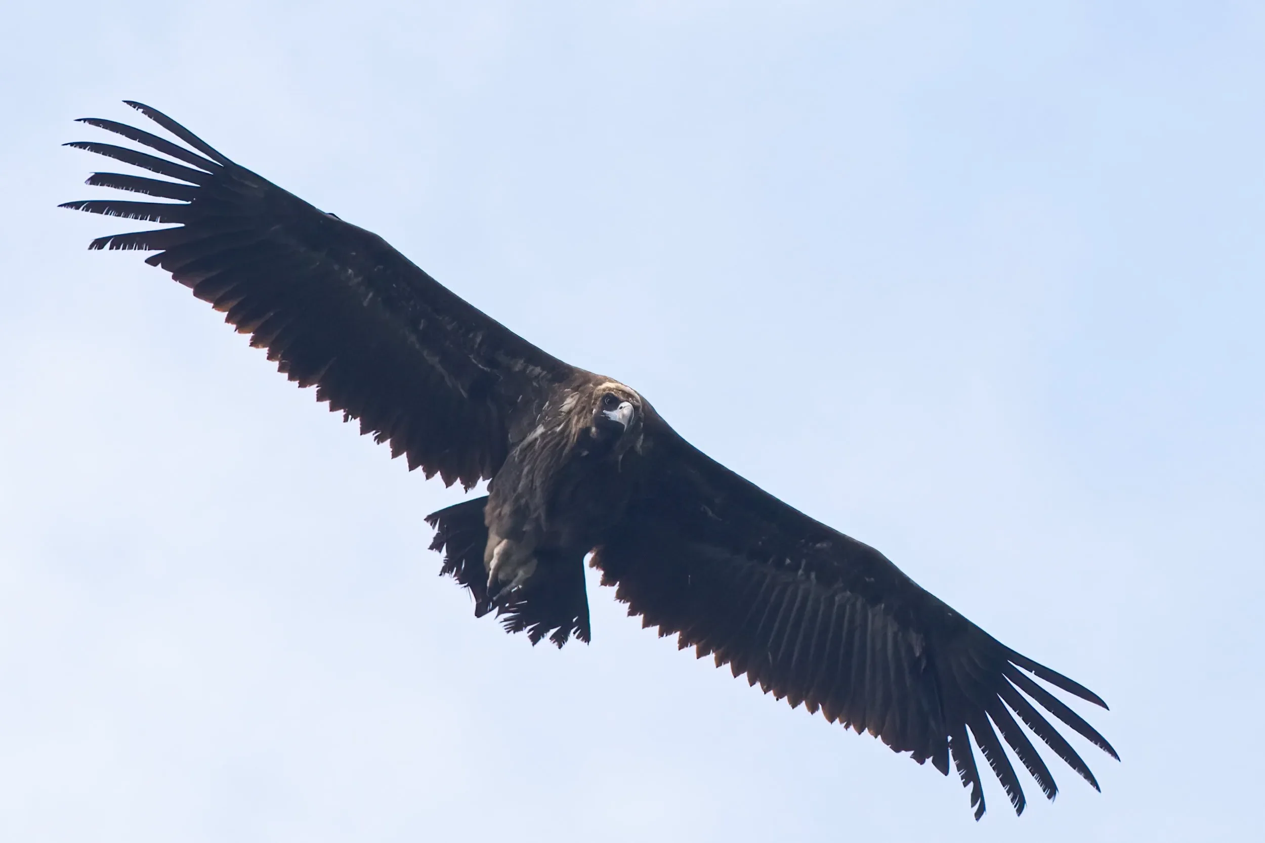 An immature Cinereous Vulture.