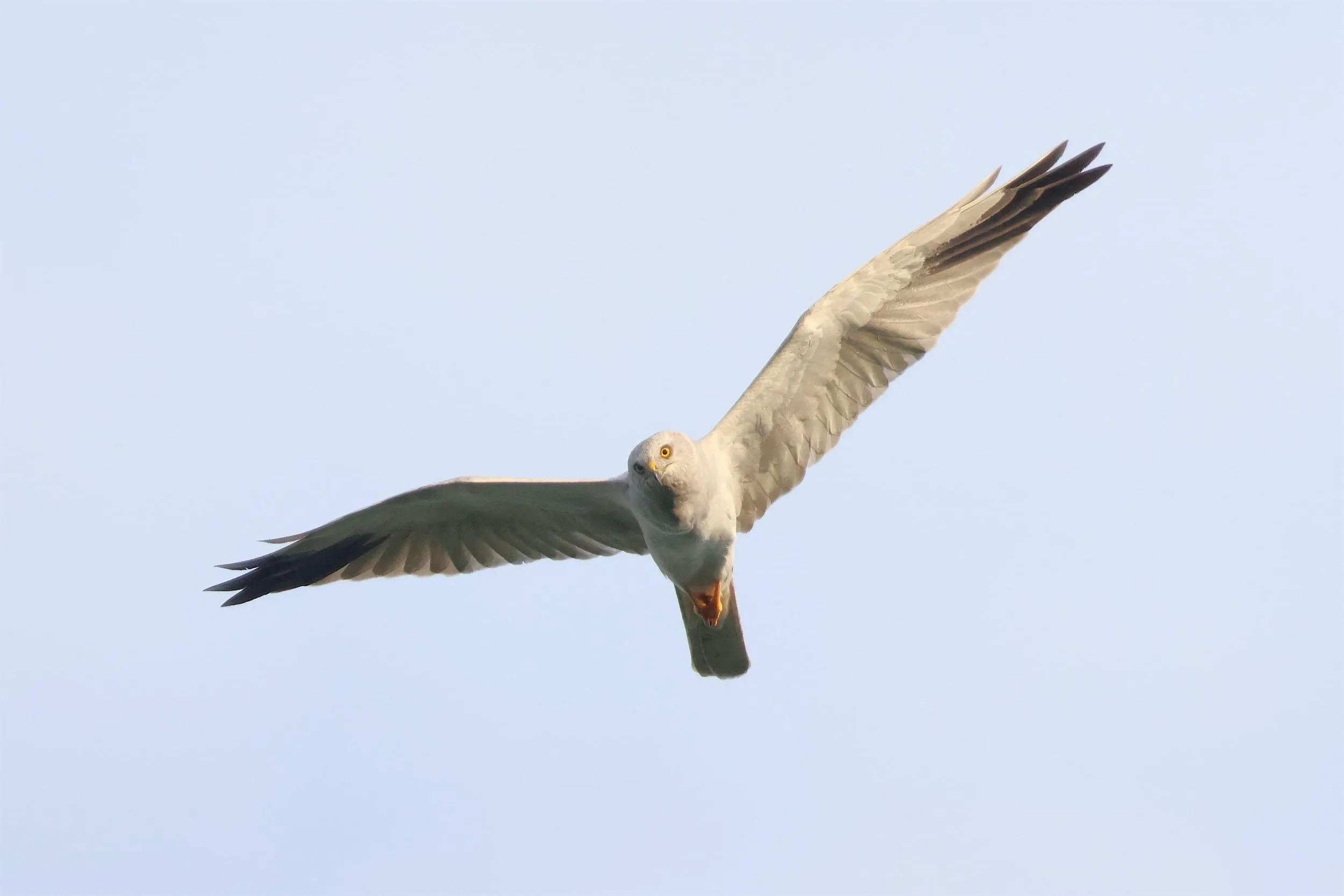 An adult male Pallid Harrier, the BRC logo bird.