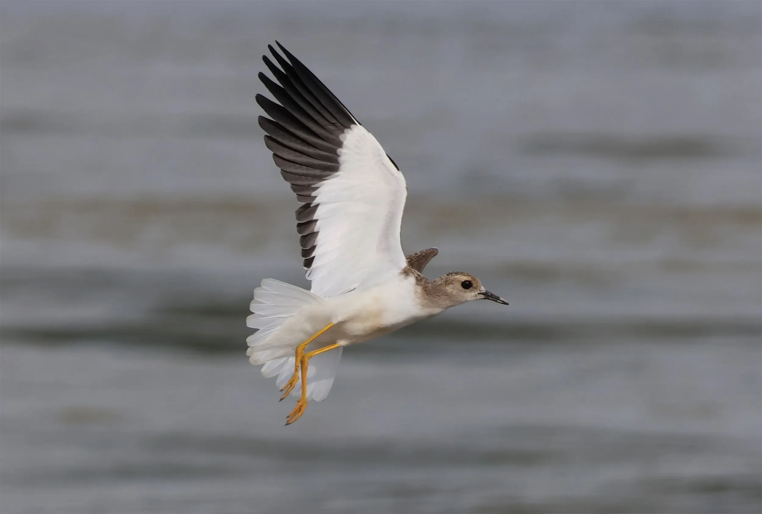 White-tailed Lapwing.
