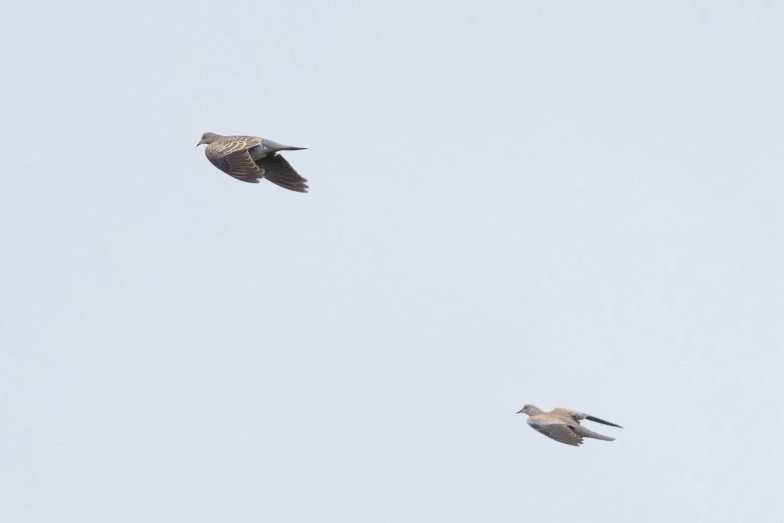 Oriental and European Turtle Dove together.