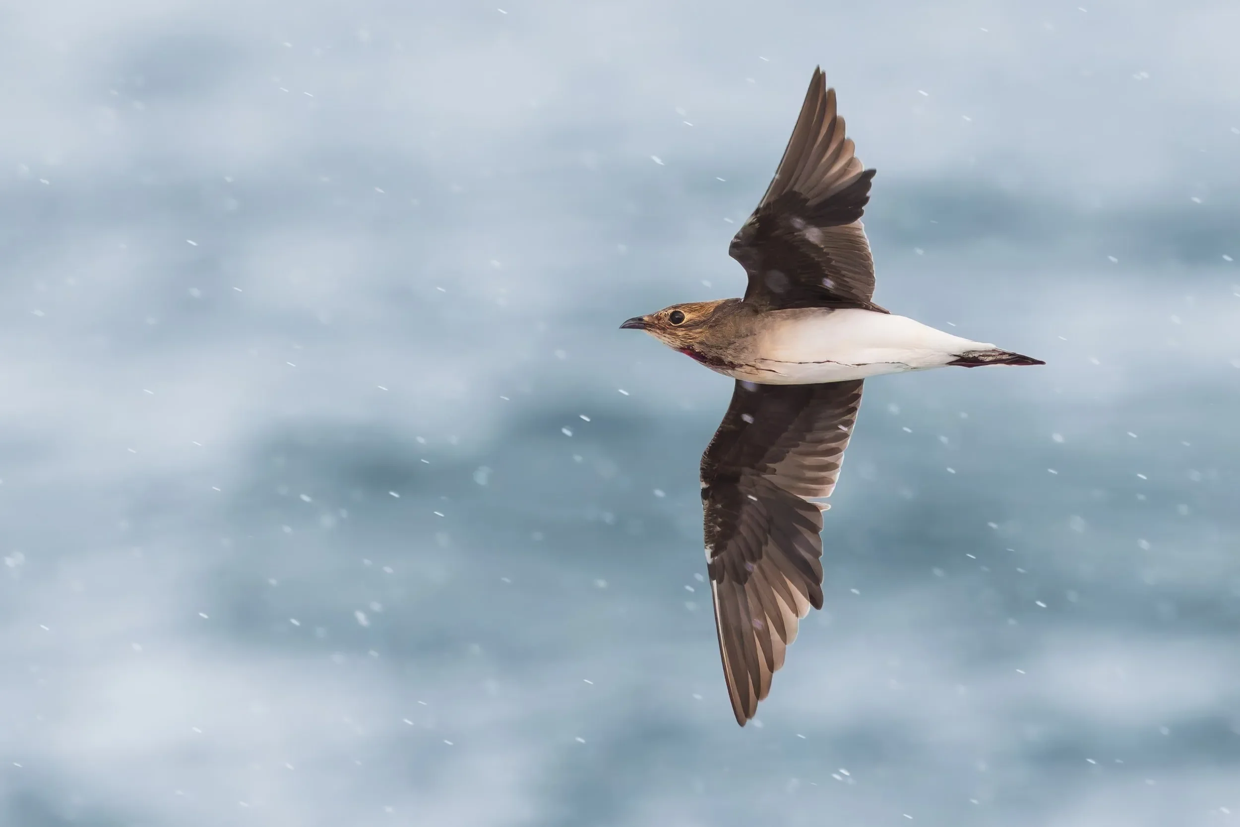 Black-winged Pratincole flying by in the rain.