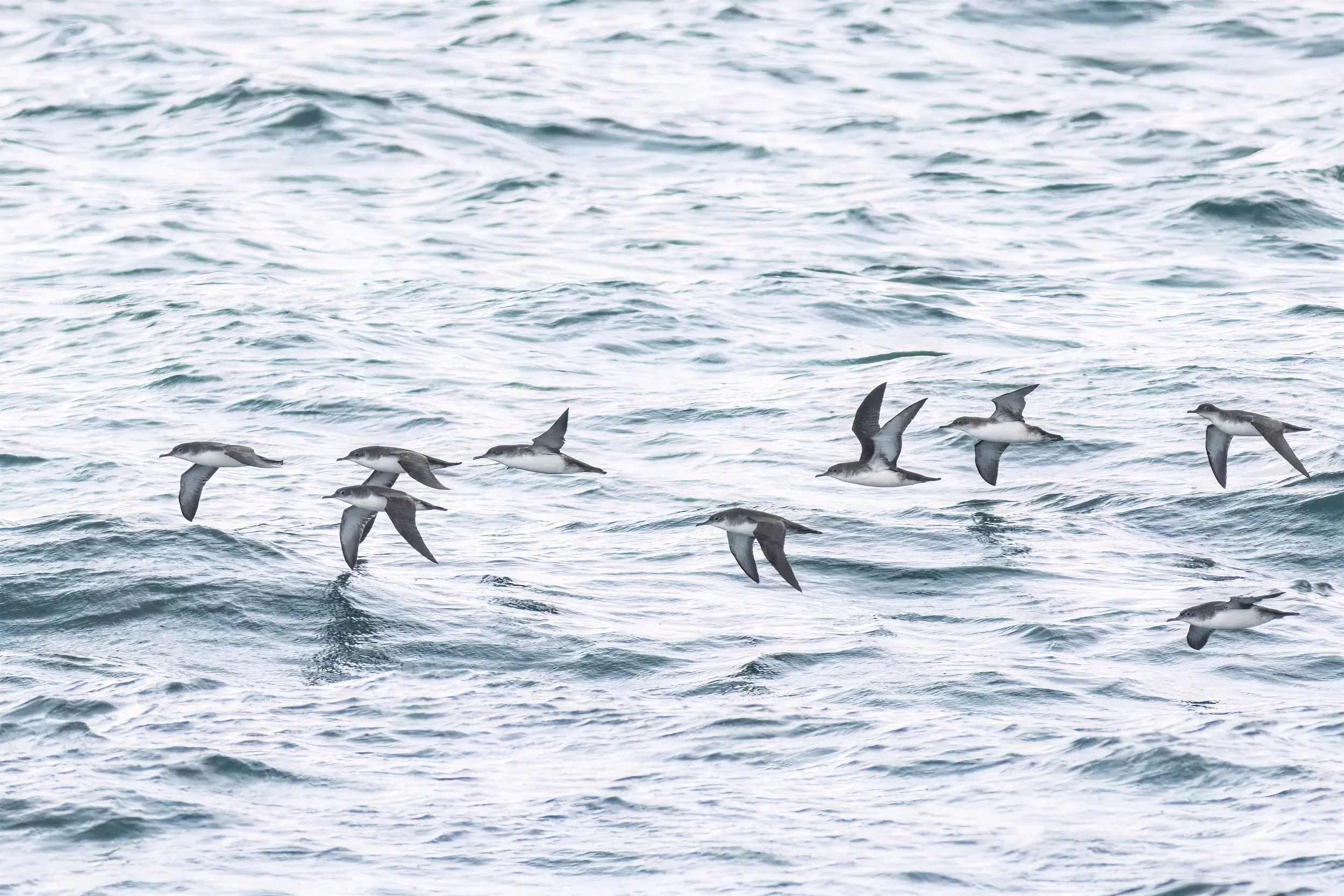 A Yelkouan Shearwater passing close to shore.