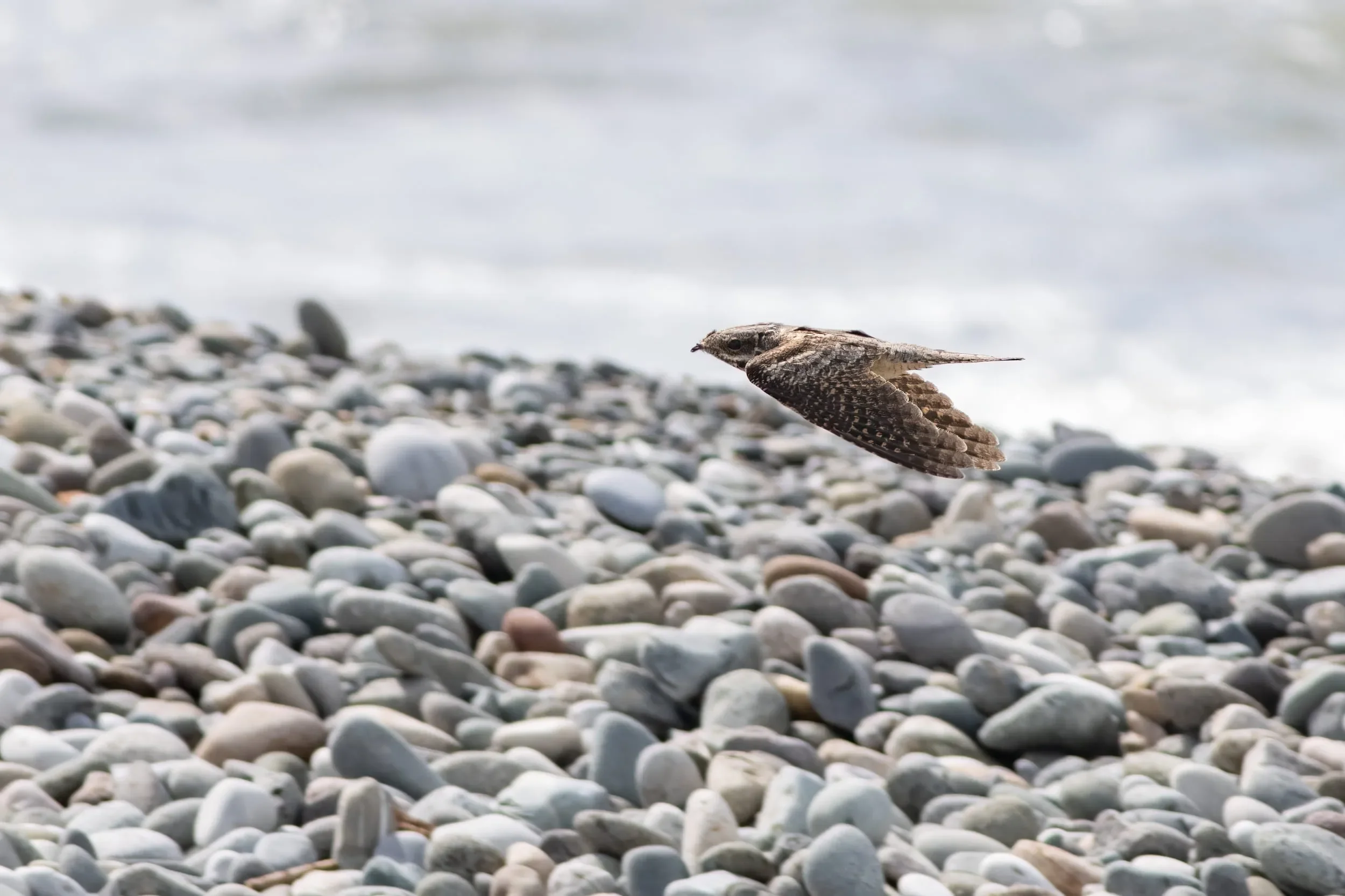 European Nightjar coming off the sea towards the first trees.