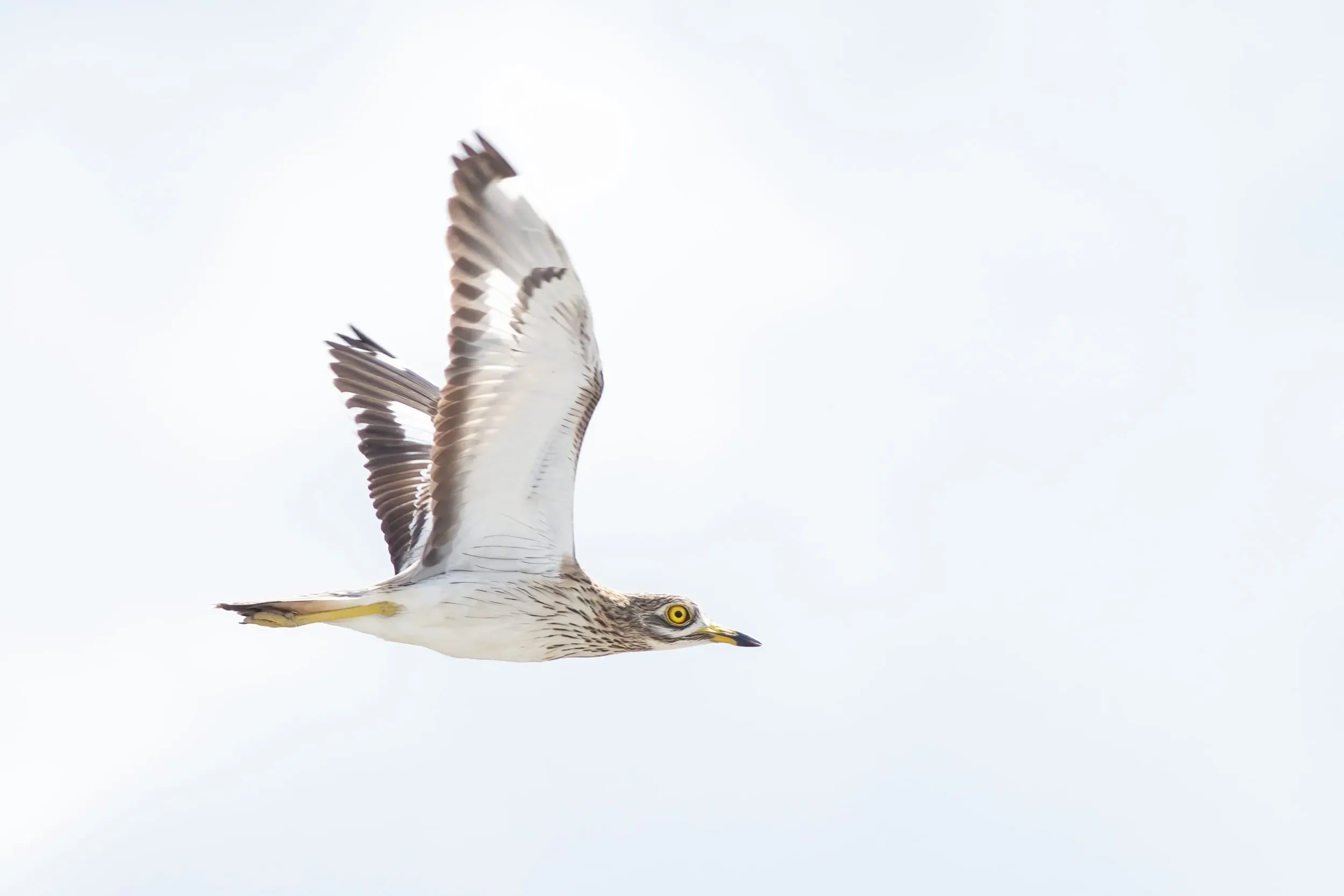 Eurasian Stone-curlew keeping its eye on you.