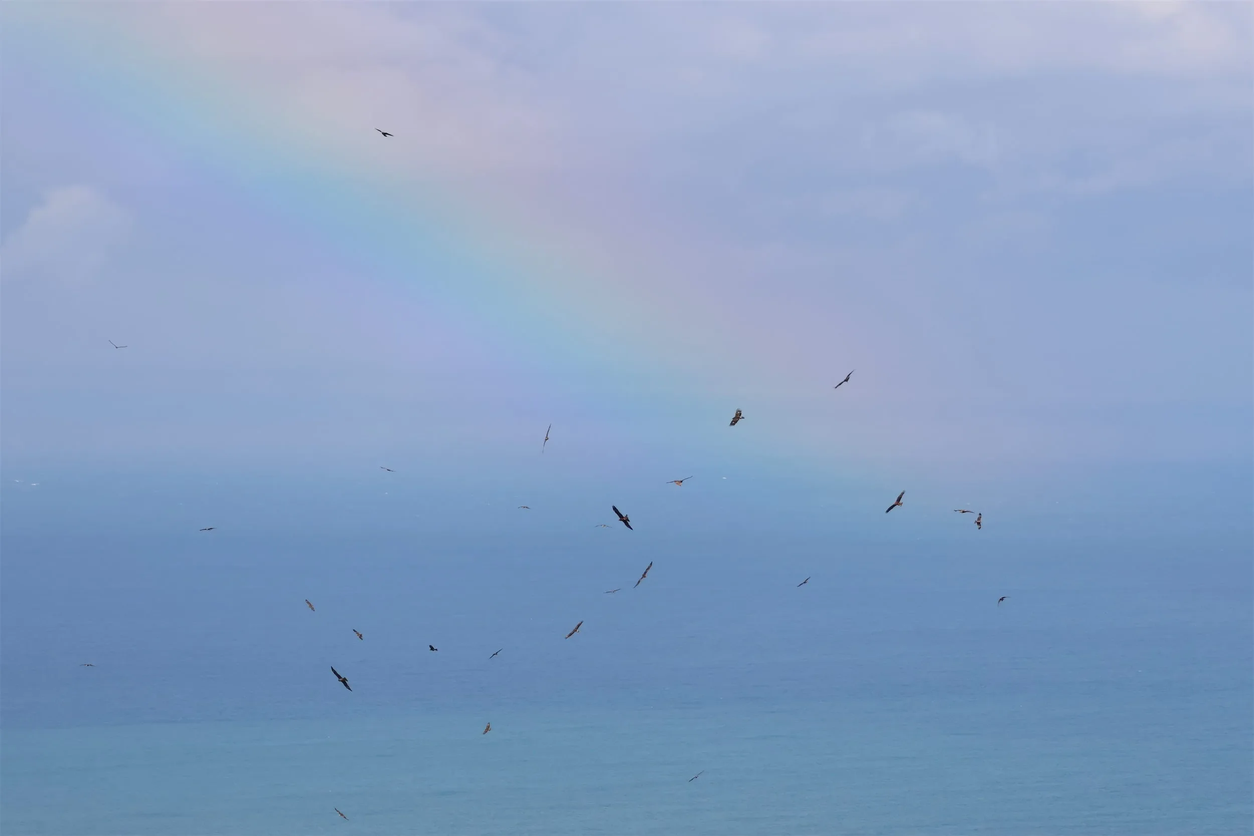 A kettle of Black Kites and a lone juvenile Lesser Spotted Eagle.