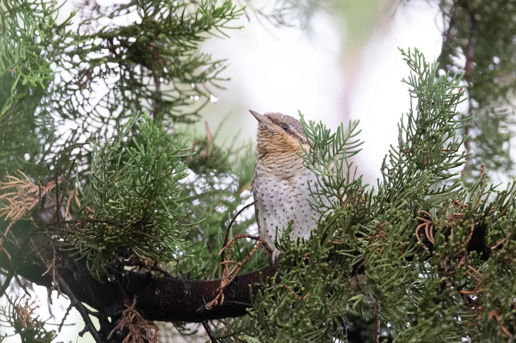 Wryneck at the boulevard.