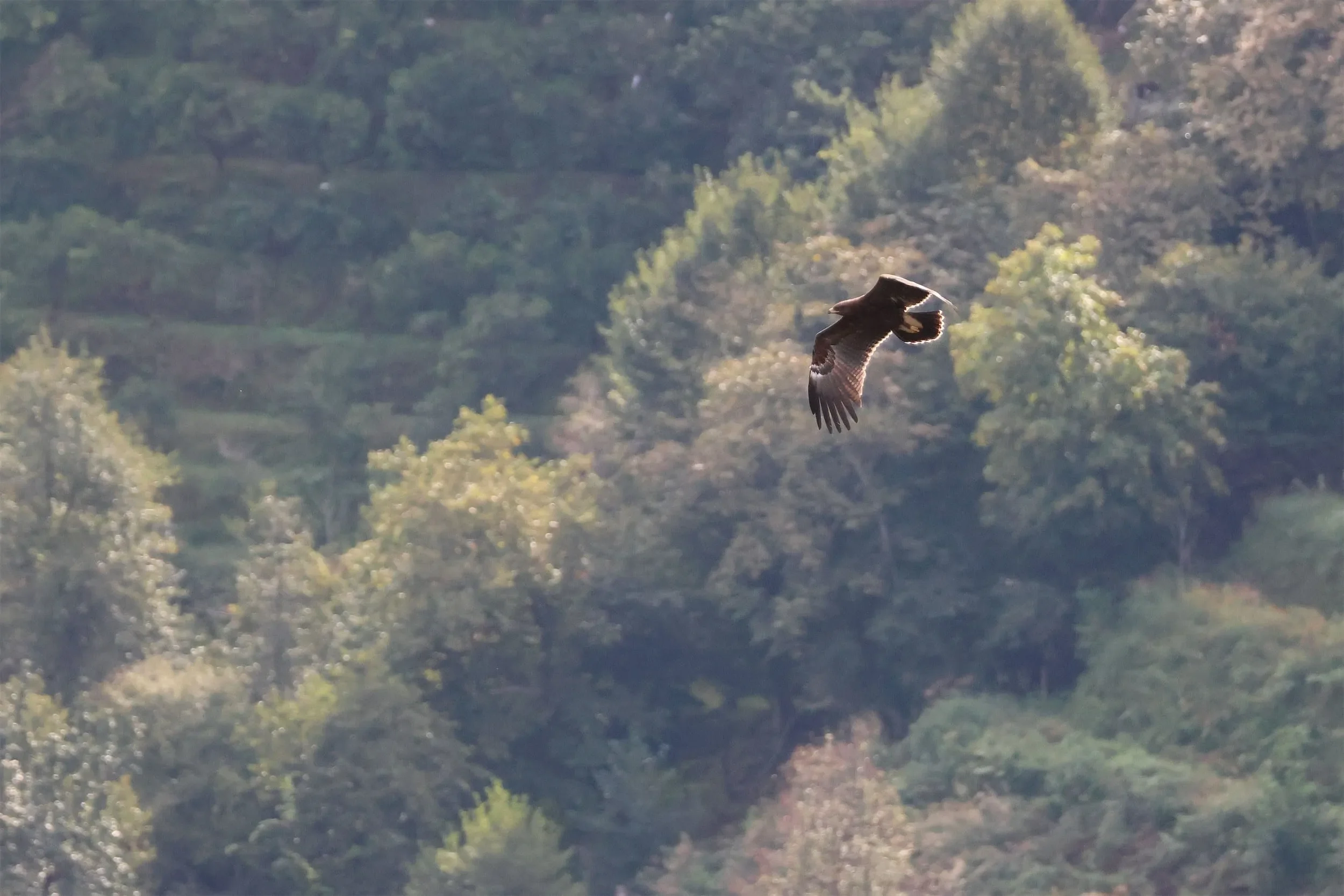A Lesser Spotted Eagle with its wing barring popping against dark vegetation.