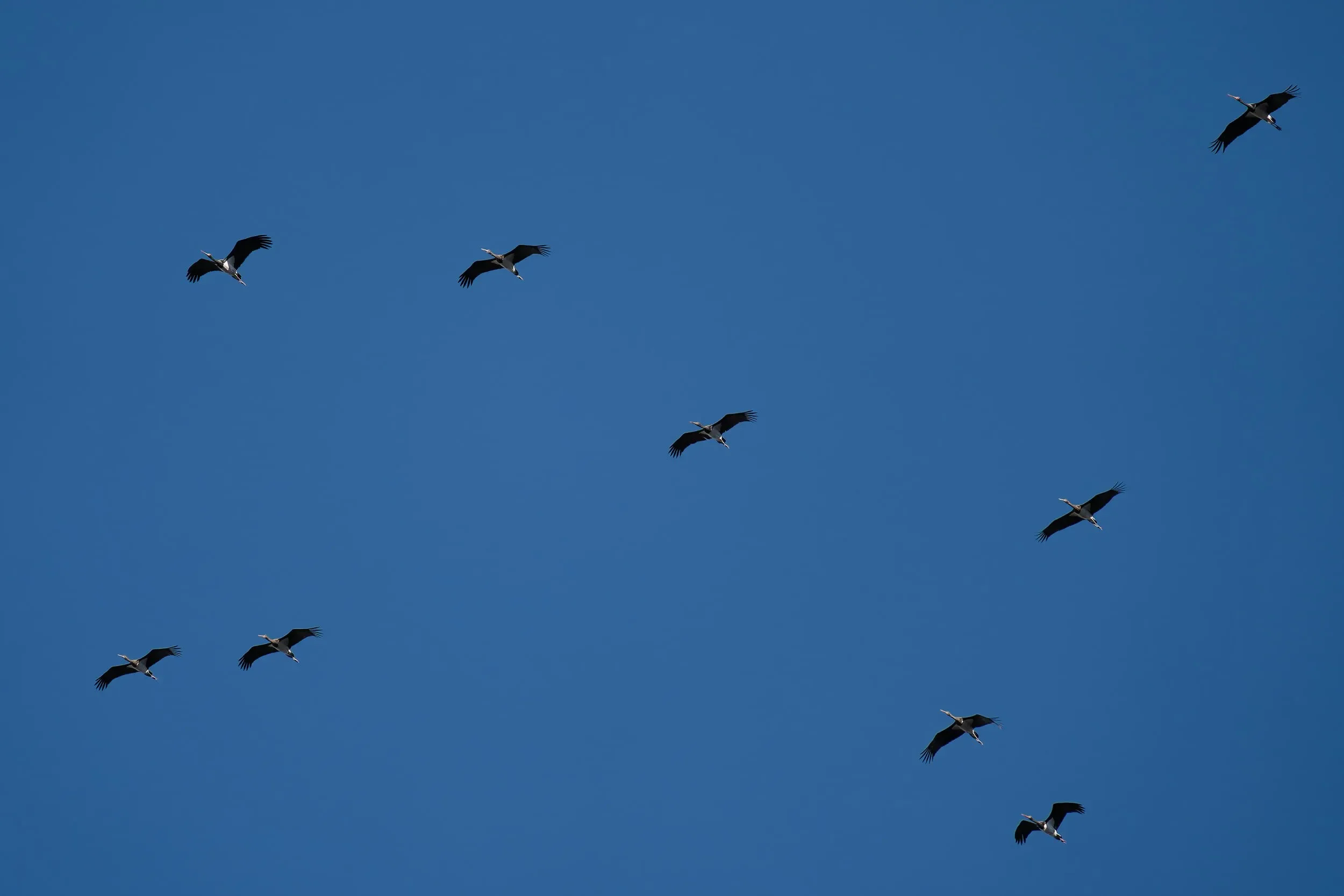 One of the many flocks of Black Storks.