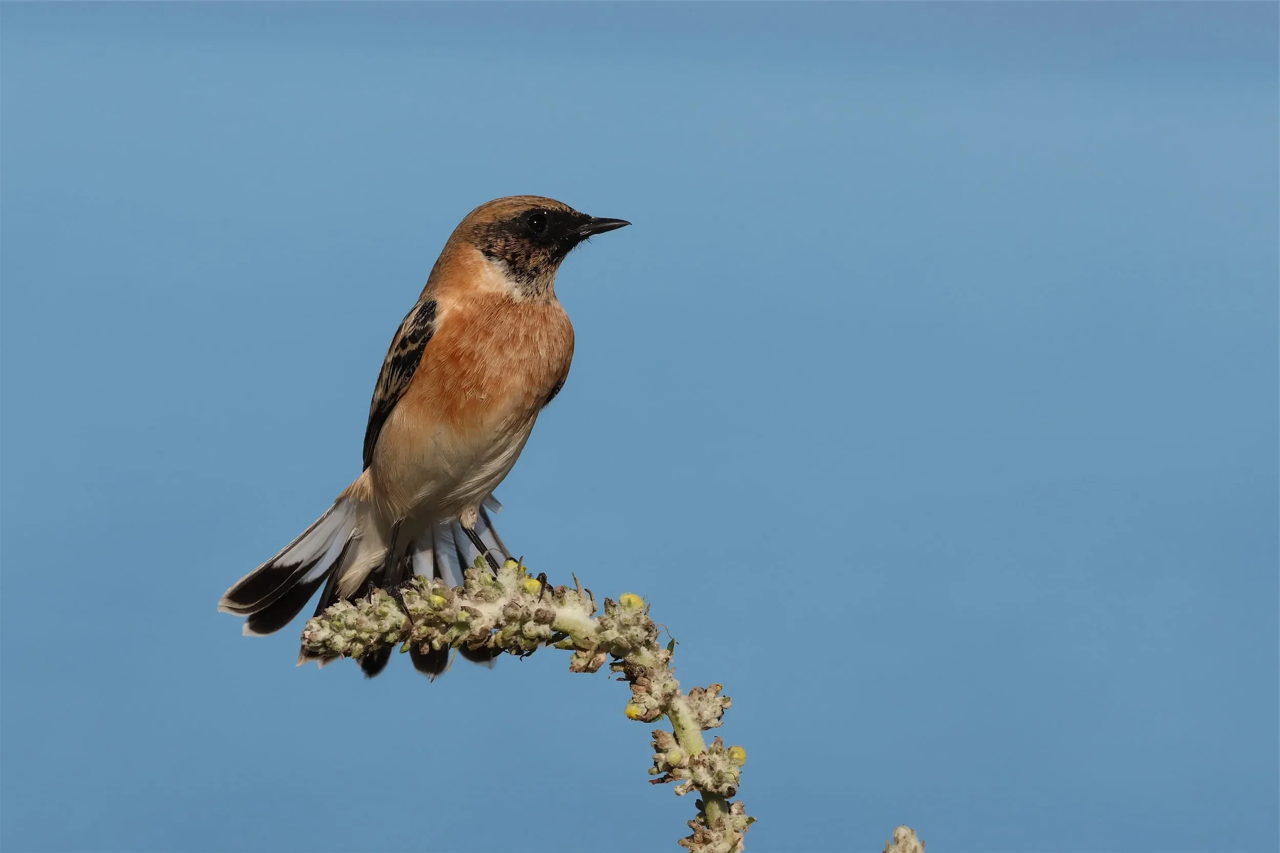 Siberian Stonechat of the Caspian variety.