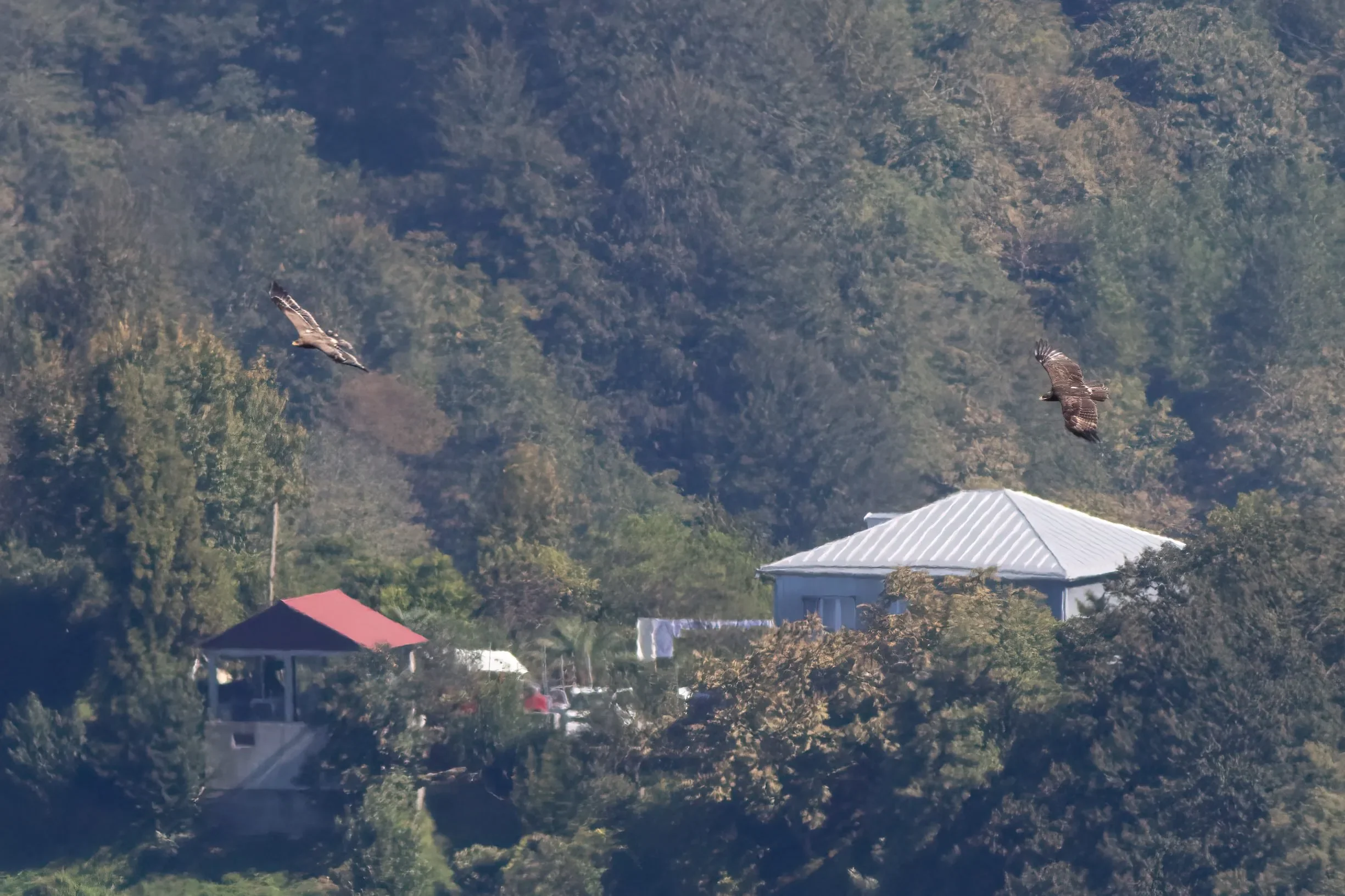 Two Steppe Eagles circling below the station.