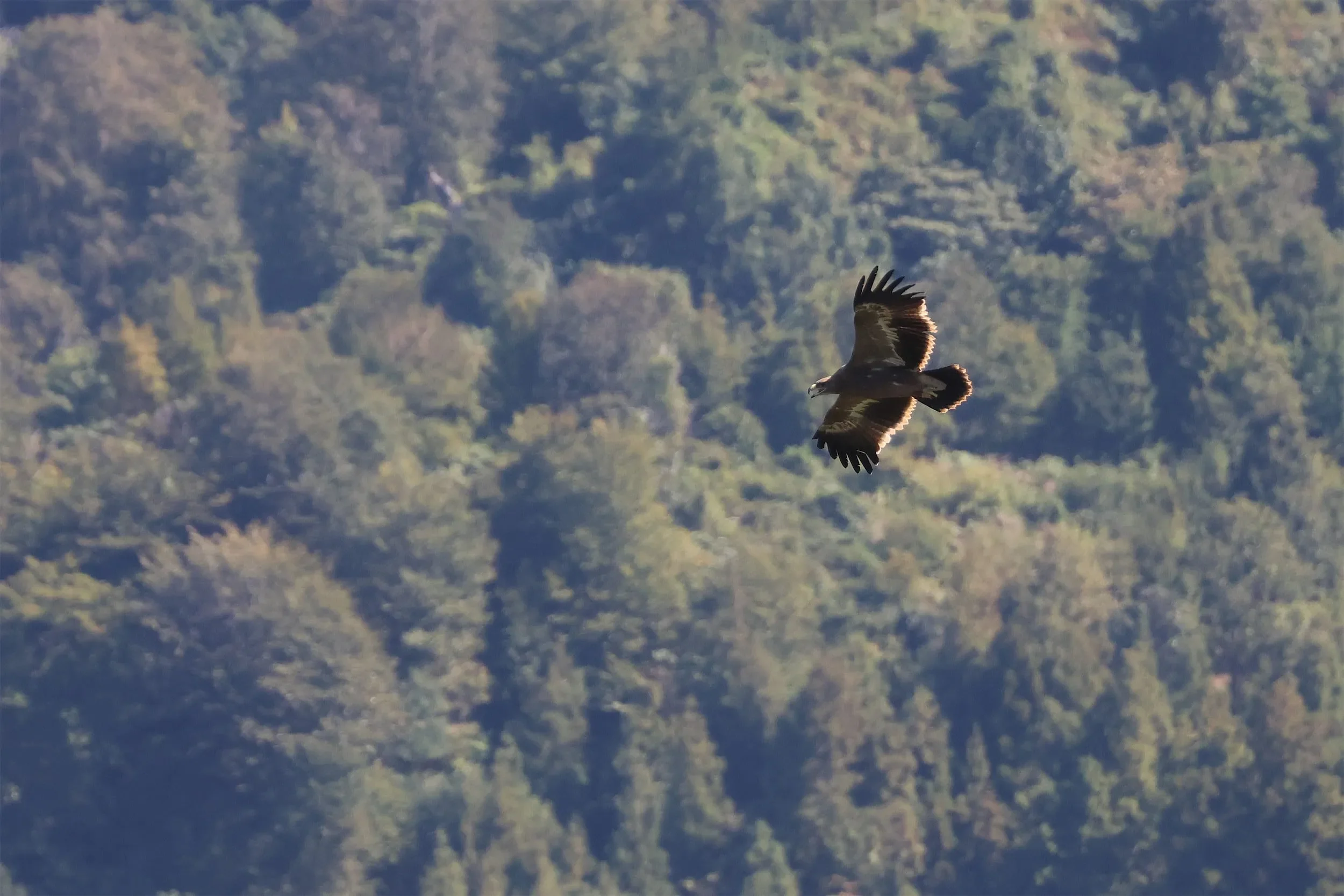 A Steppe Eagle soaring over the bottleneck in October