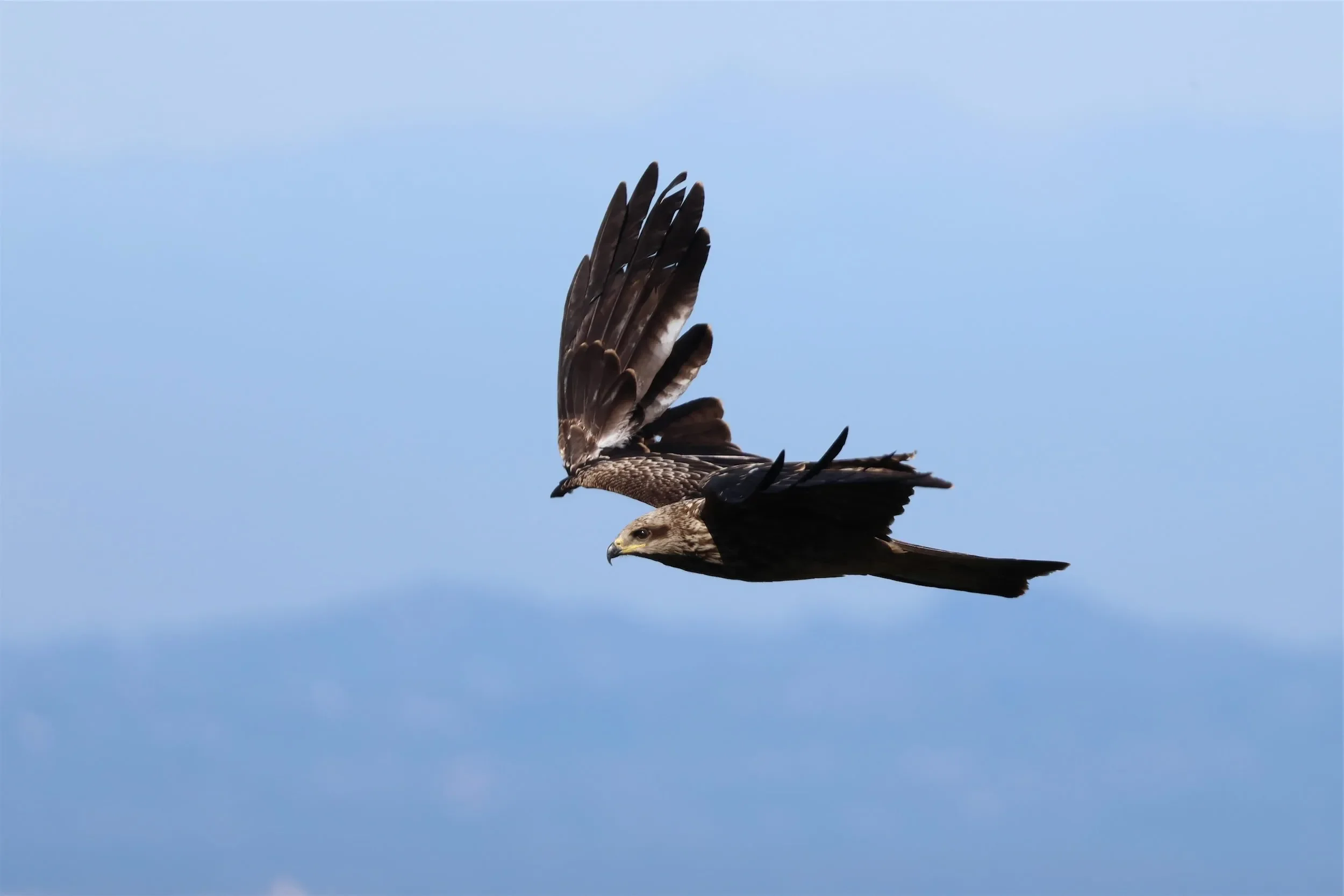 A juvenile Black Kite with a broken wing.