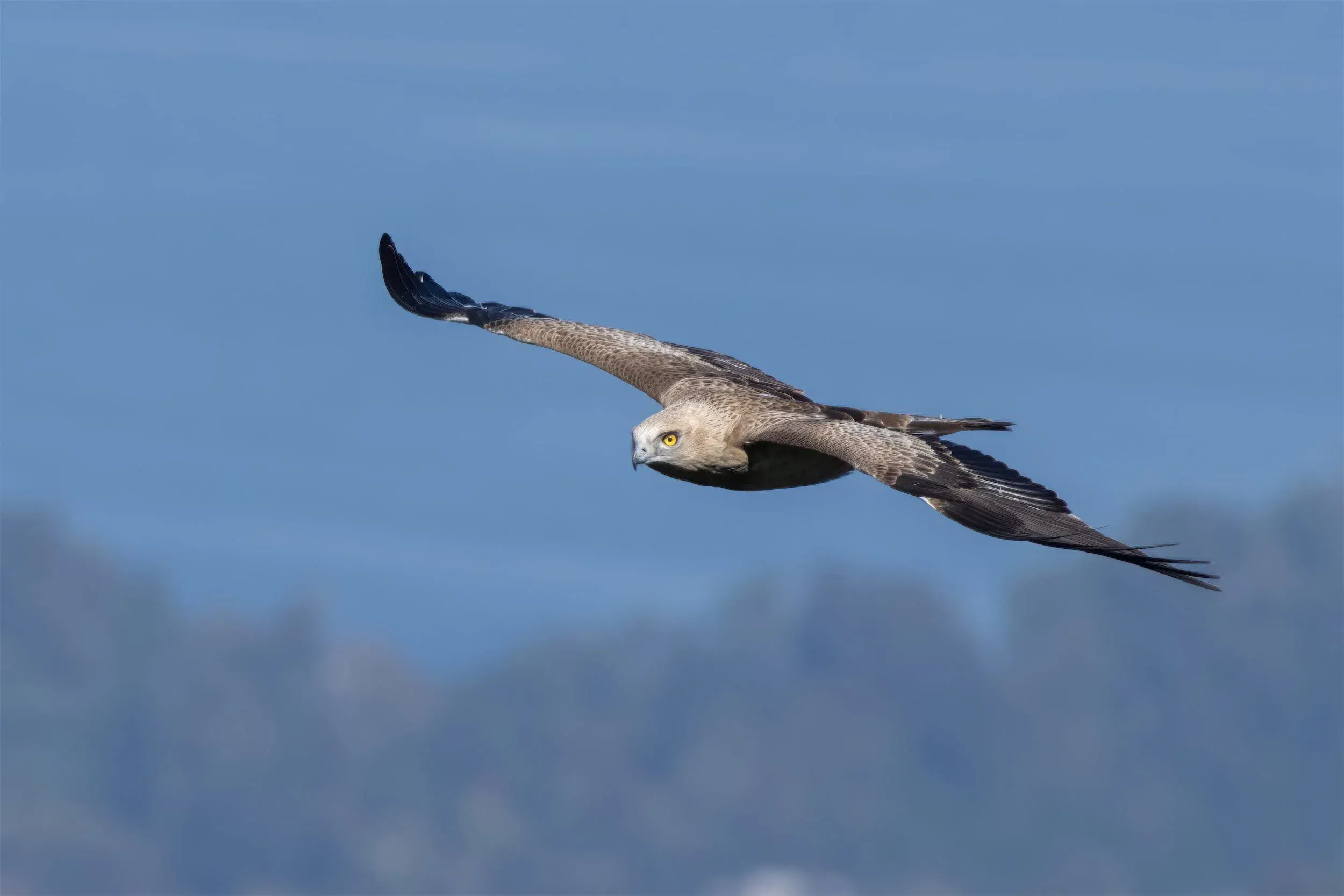 A juvenile Short-toed Eagle gliding overhead