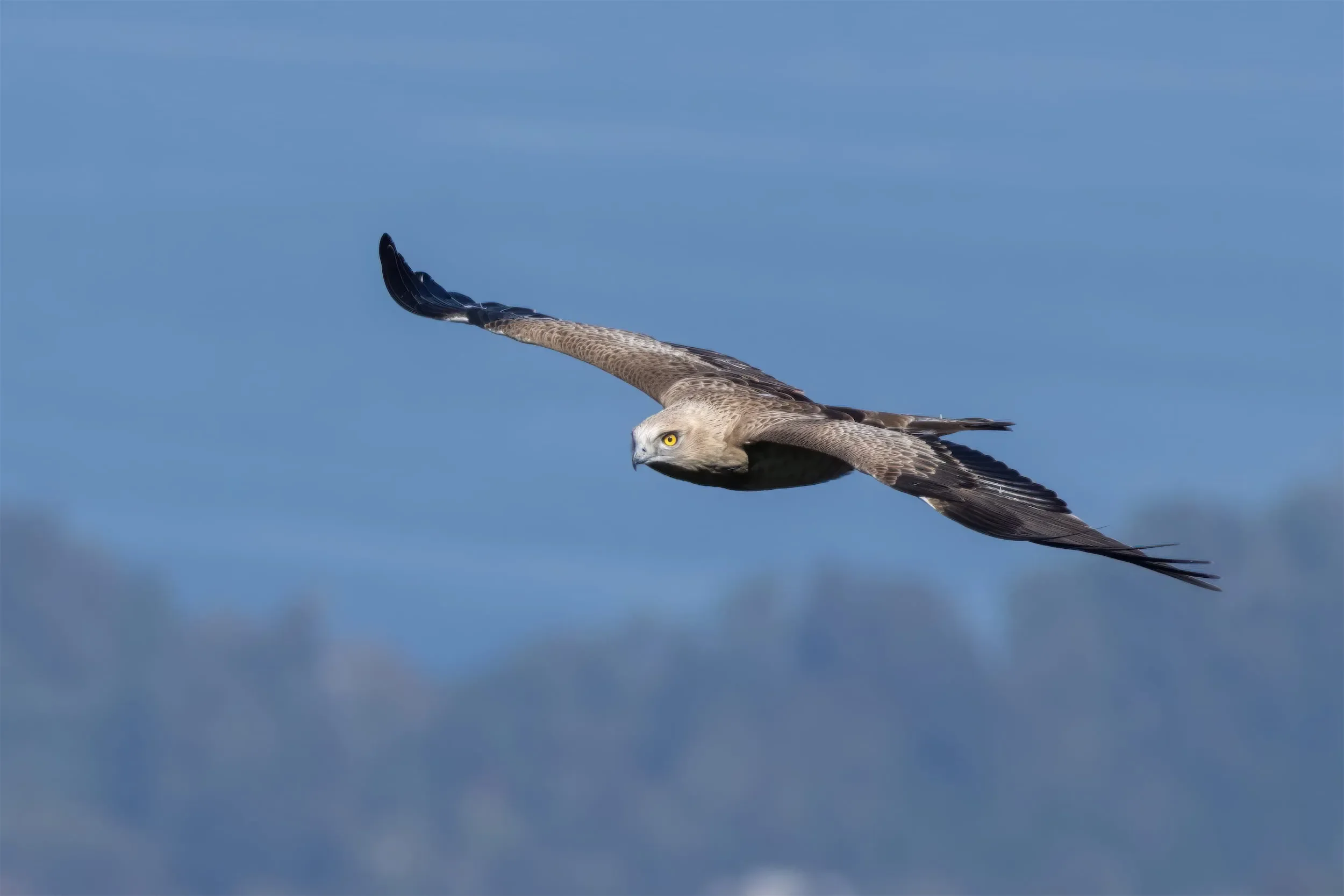 A juvenile Short-toed Eagle's piercing eyes