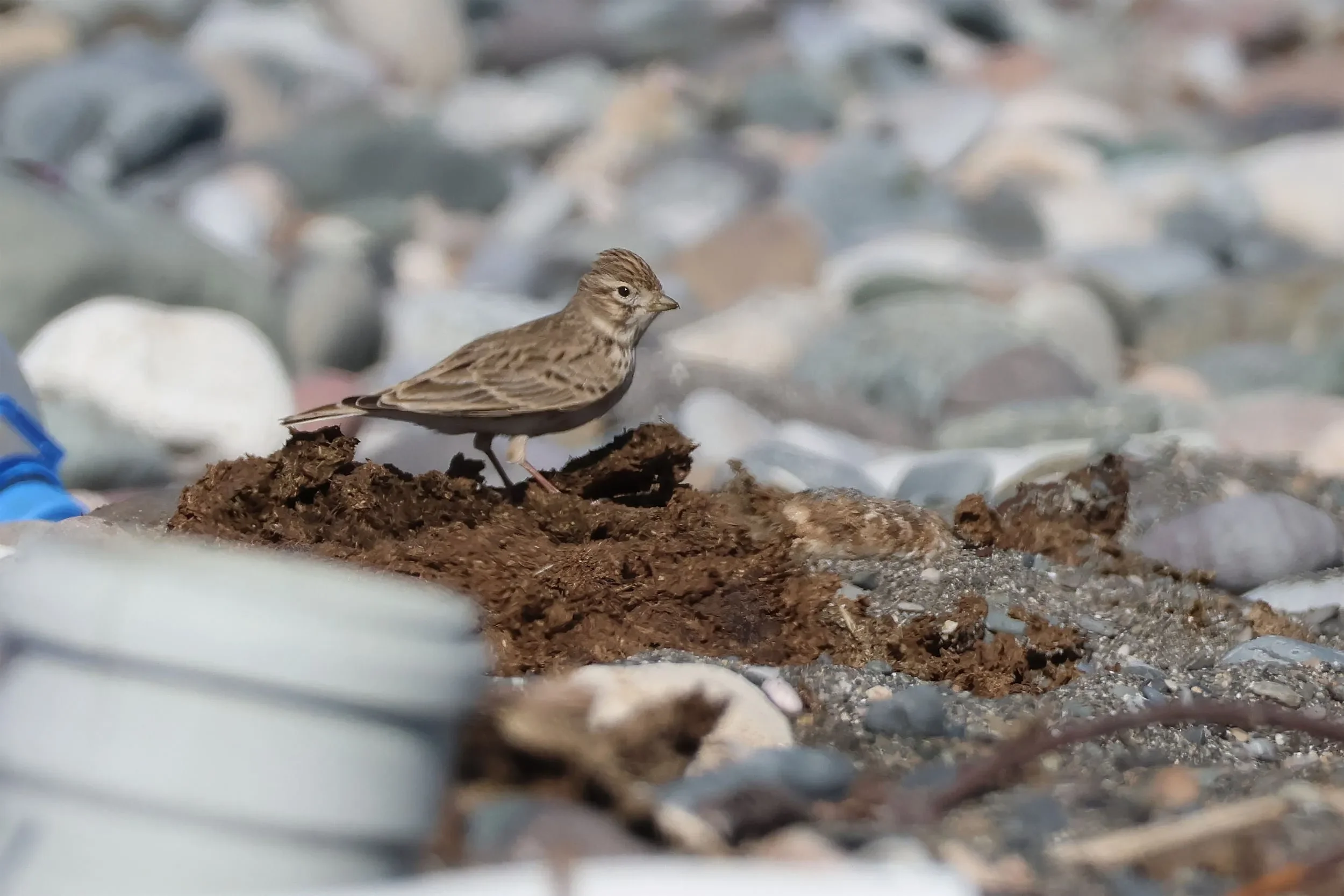 Turkestan Short-toed Larks foraging on the pebble-covered beach.
