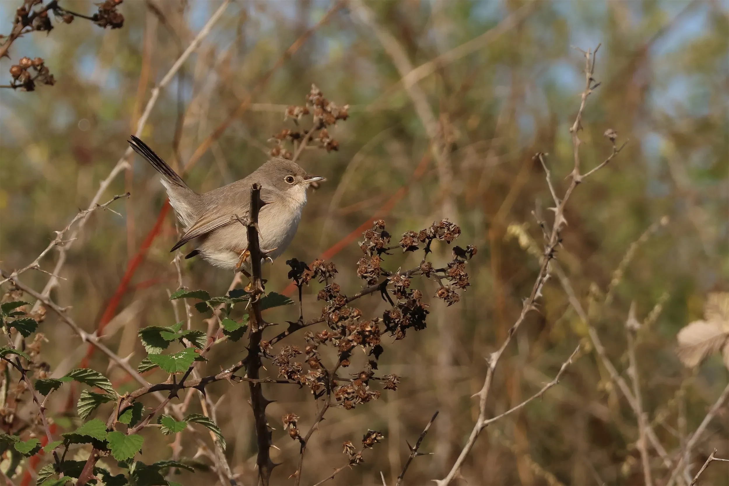 Menetries's Warbler, a scarce migrant.