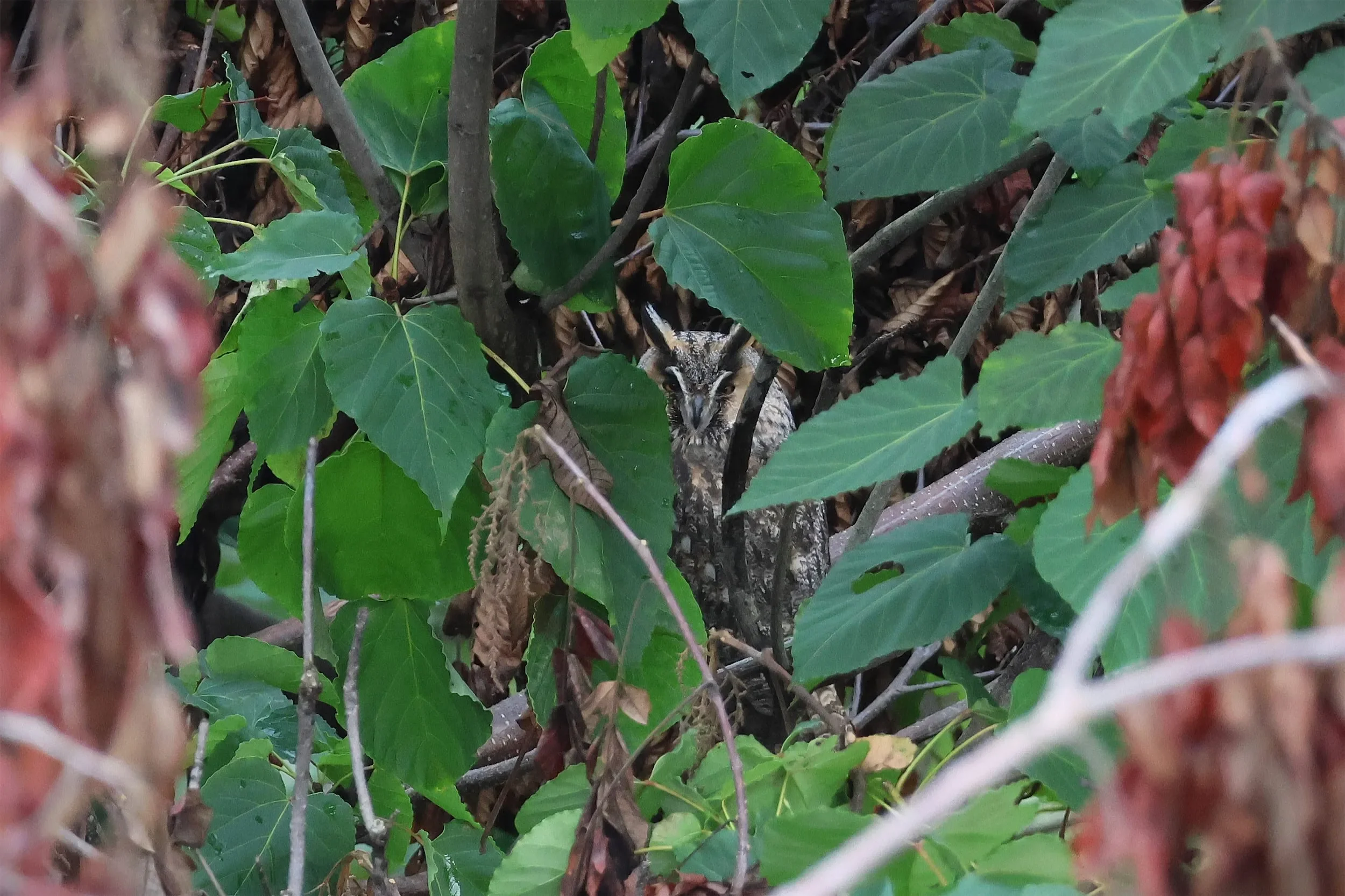 A Long-eared Owl just downslope from Station 1.