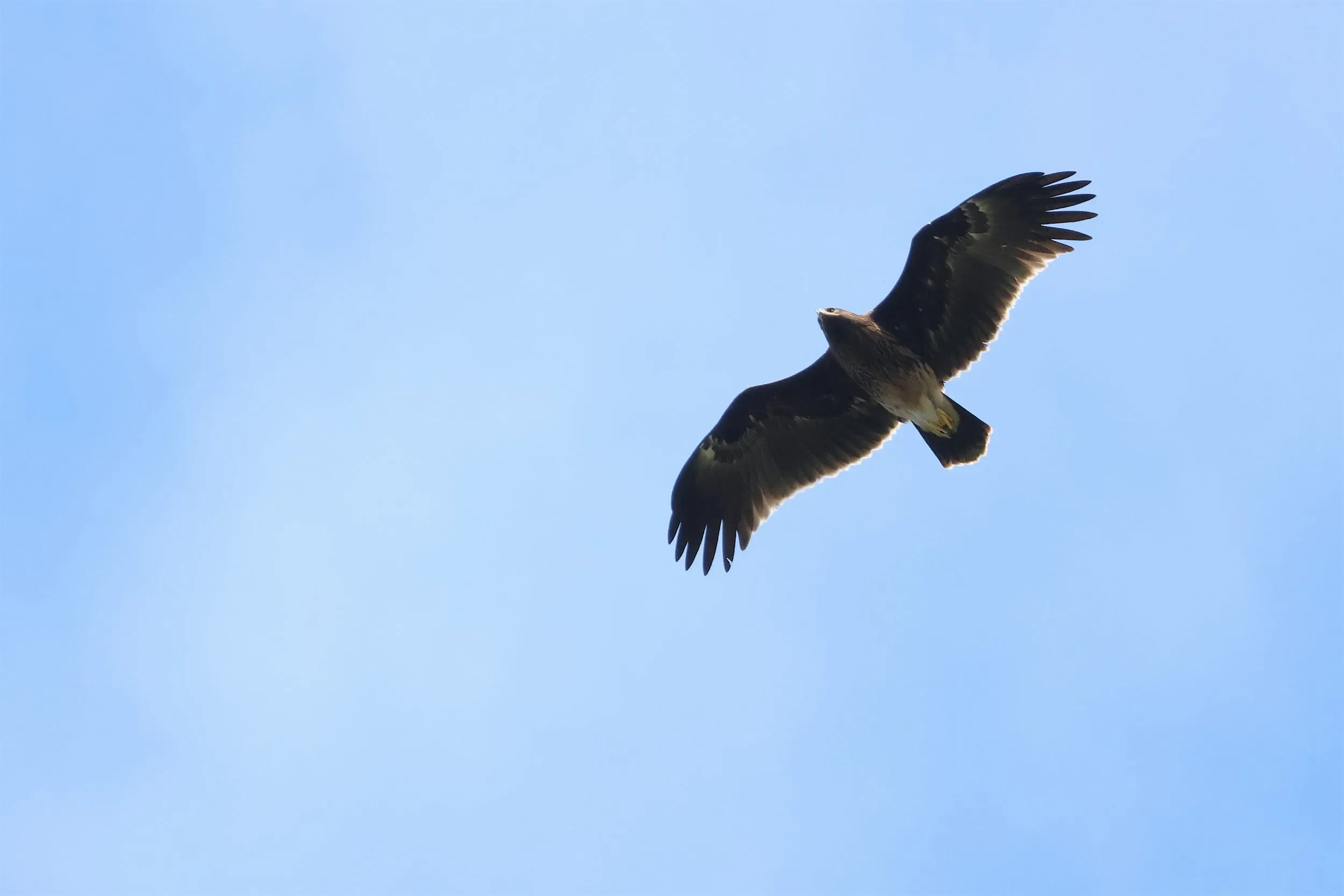 Our home specialty, the Greater Spotted Eagle.