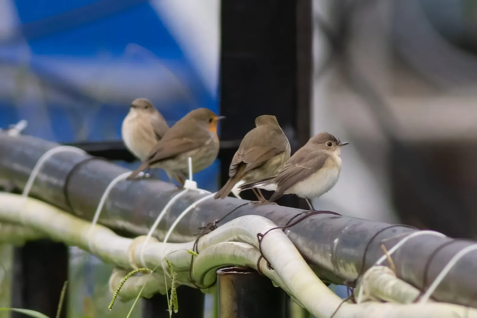 Common Redstart, two Robins and a Red-breasted Flycatcher on the Boulevard.